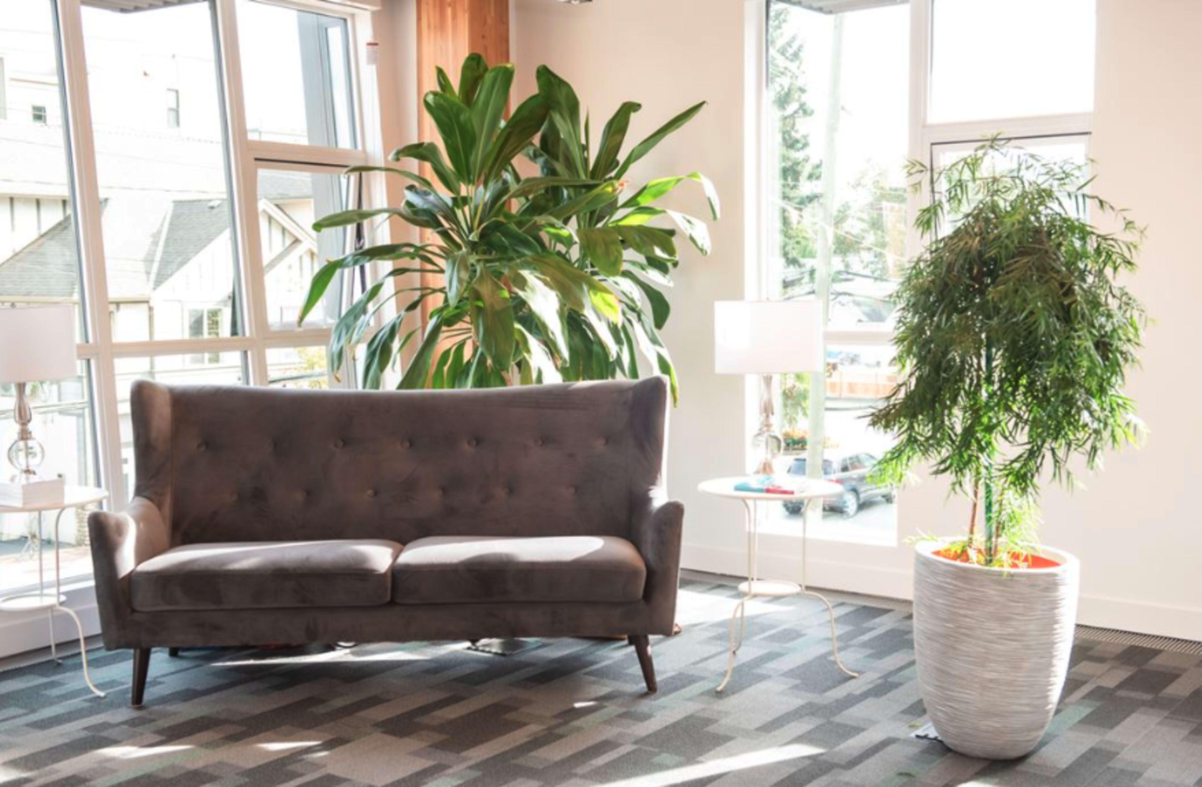 A modern living area with a gray tufted sofa, a small table, and two large indoor plants beside large windows.