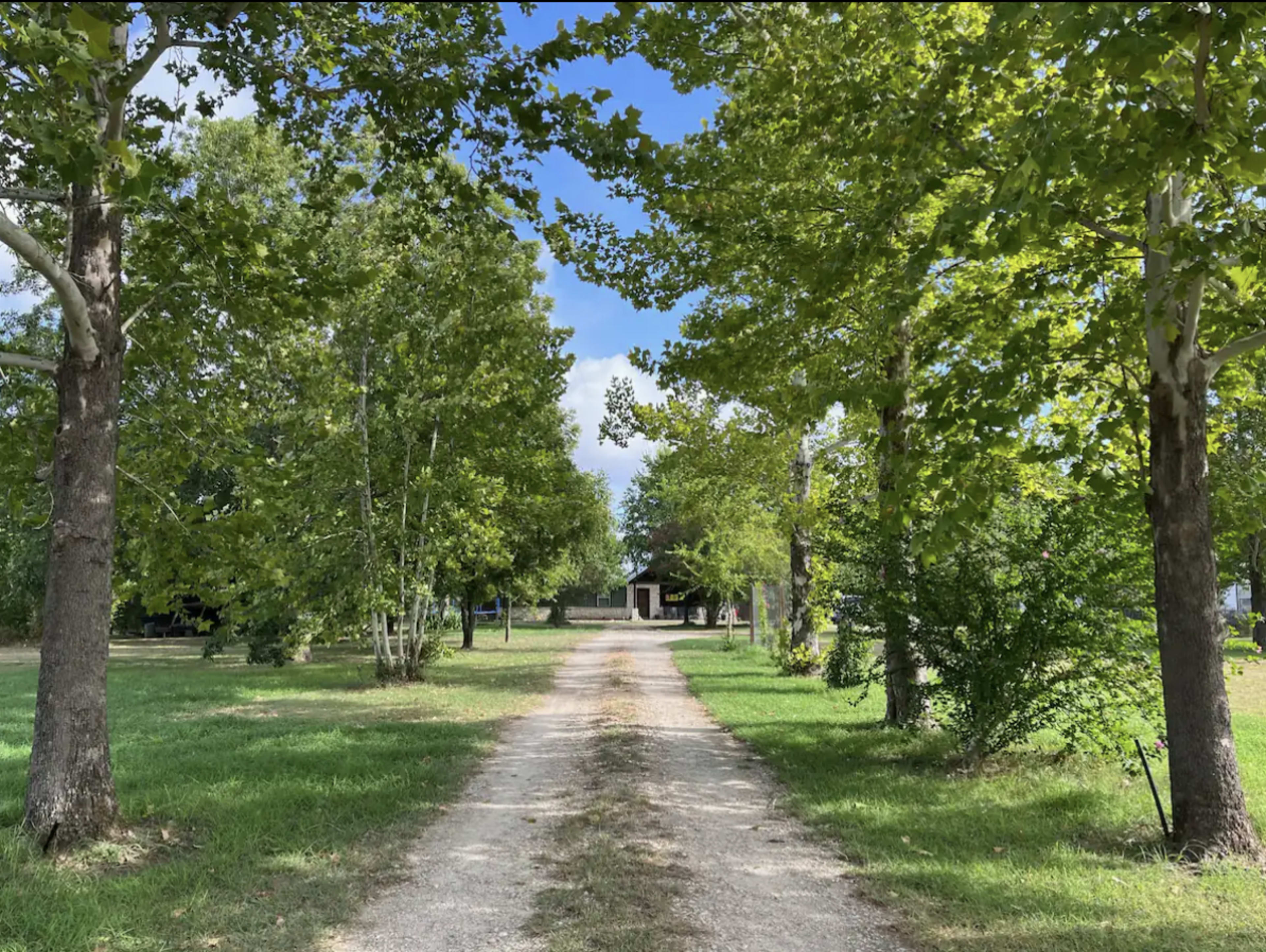 A dirt driveway, lined with tall trees, leads to a house partially obscured by greenery.