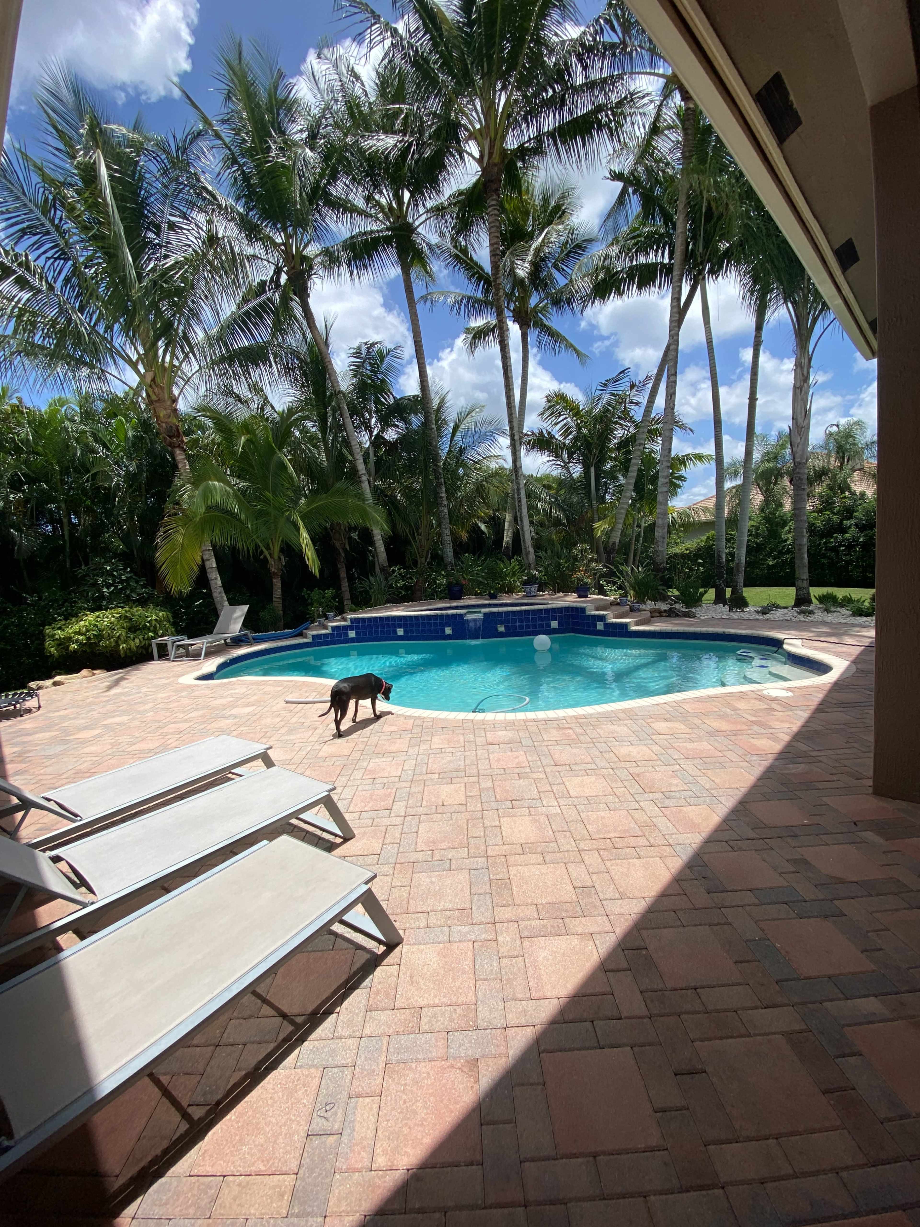 A black dog stands near a circular swimming pool surrounded by palm trees and patio lounge chairs.