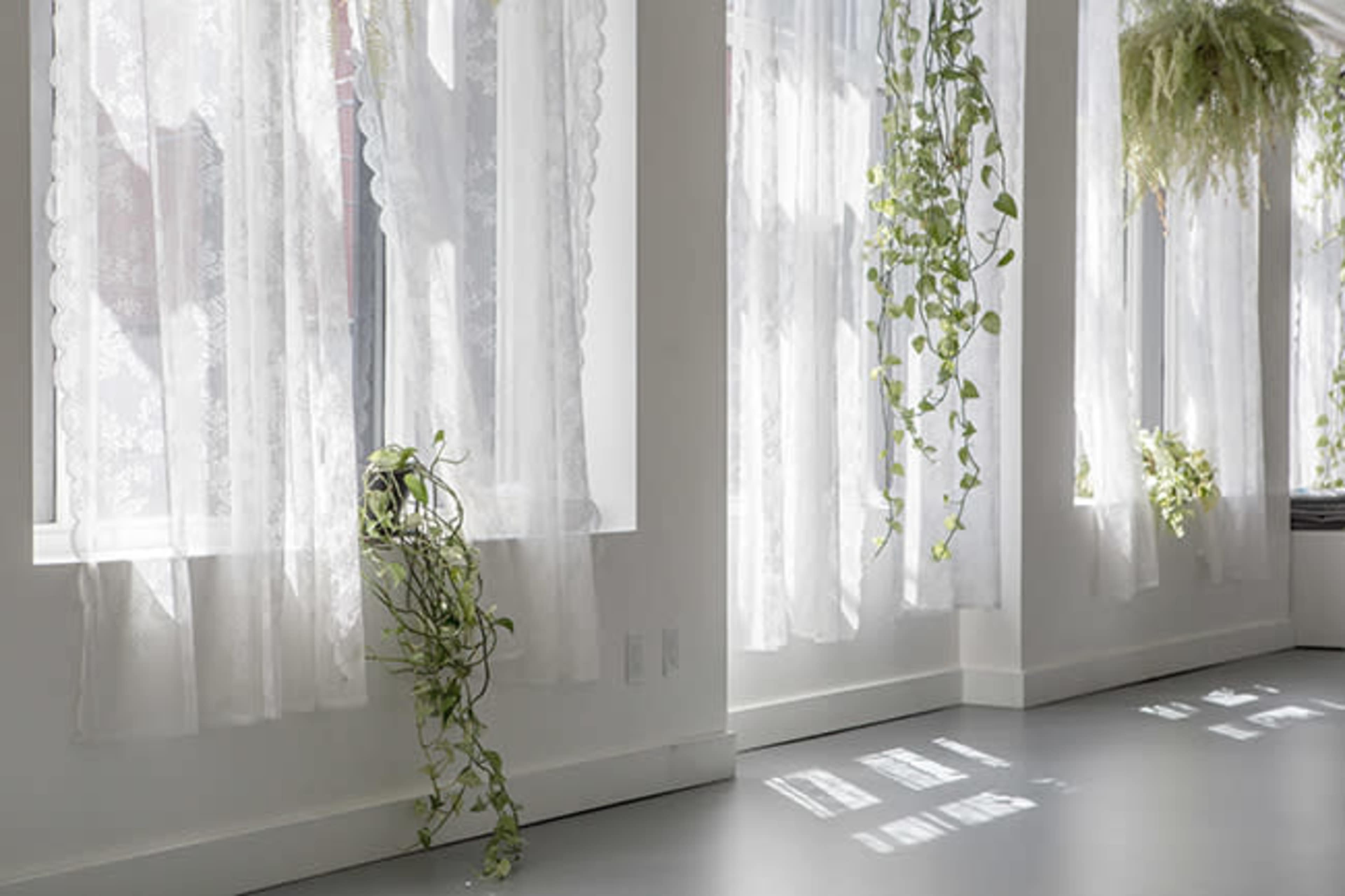A bright interior space with sheer curtains and green plants cascading from the windows.