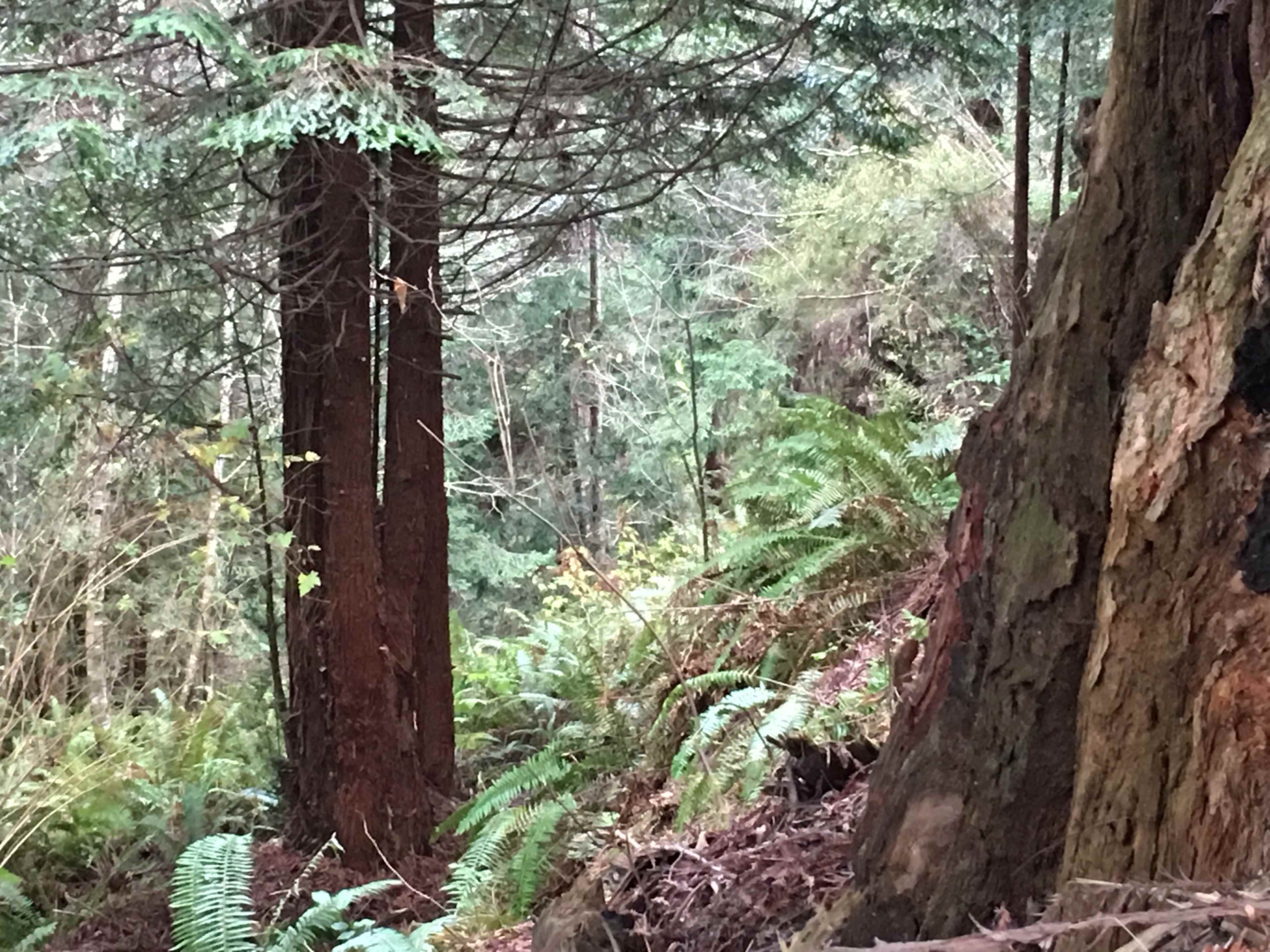 The image depicts a forest scene with tall trees and lush green ferns on the ground.