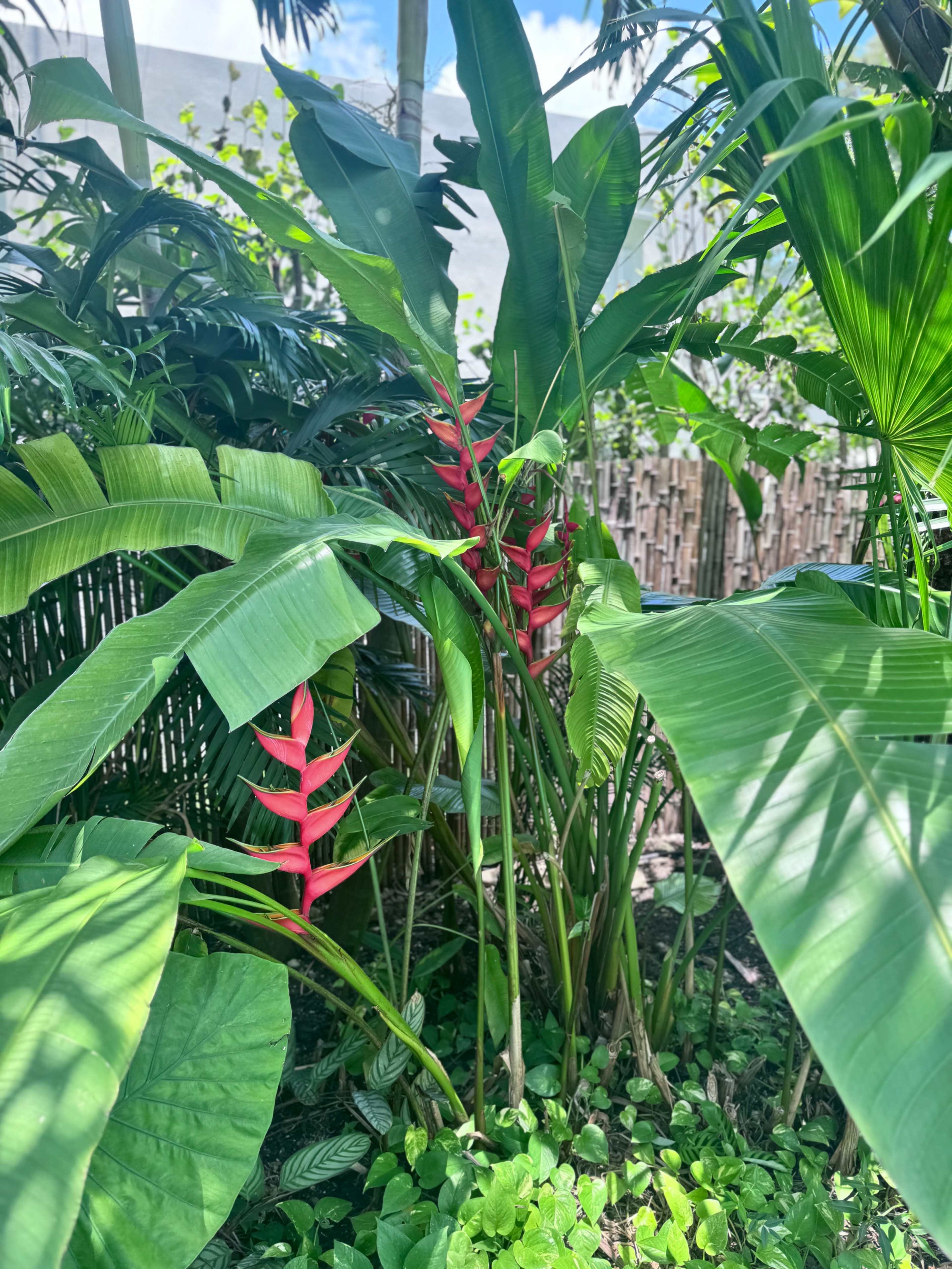 The image shows lush tropical plants with bright red heliconia flowers surrounded by green foliage.