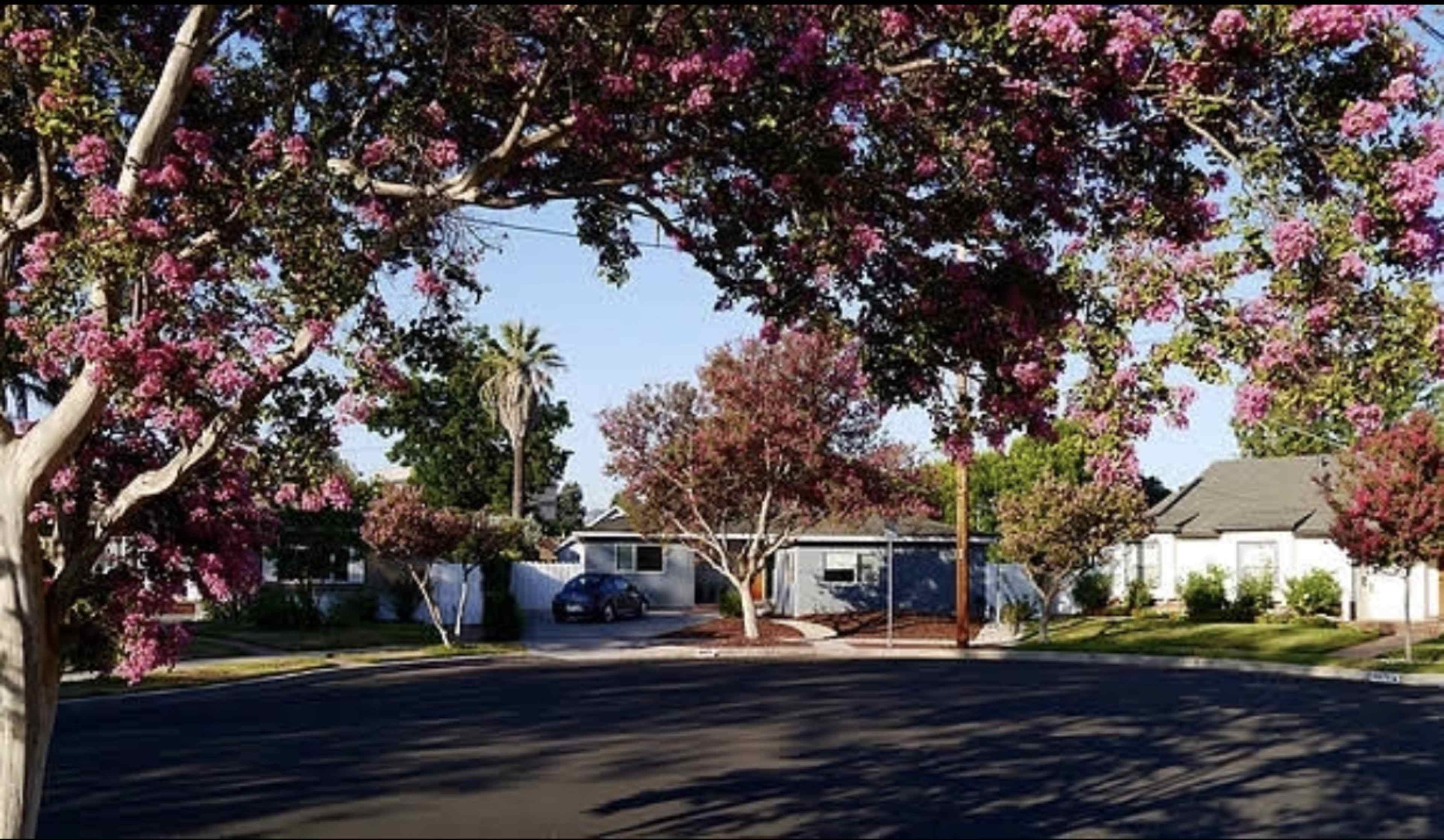 A residential street is lined with blooming pink trees surrounding houses and a parked blue car.