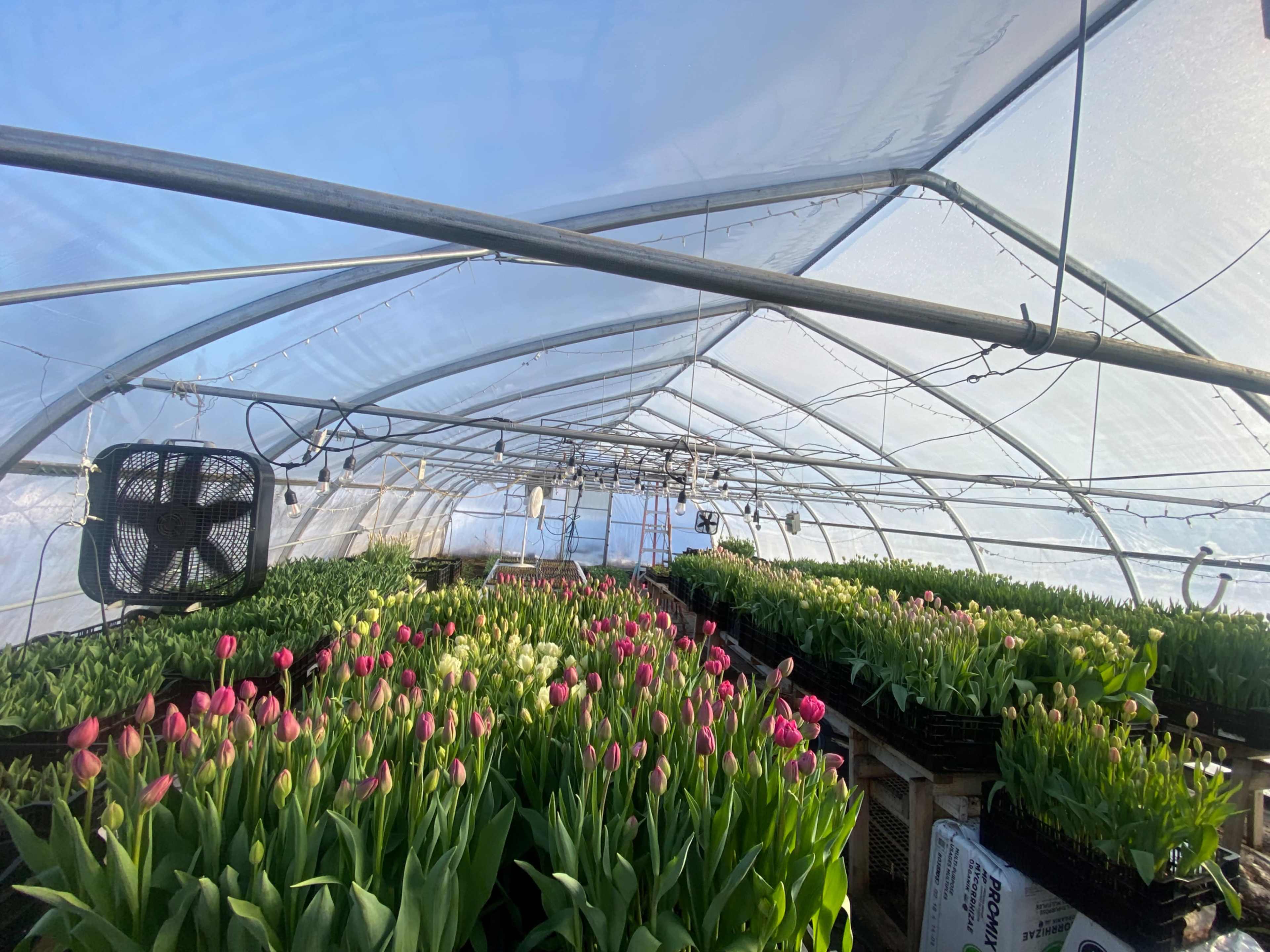 The interior of a greenhouse filled with rows of tulip plants in various colors growing in containers.
