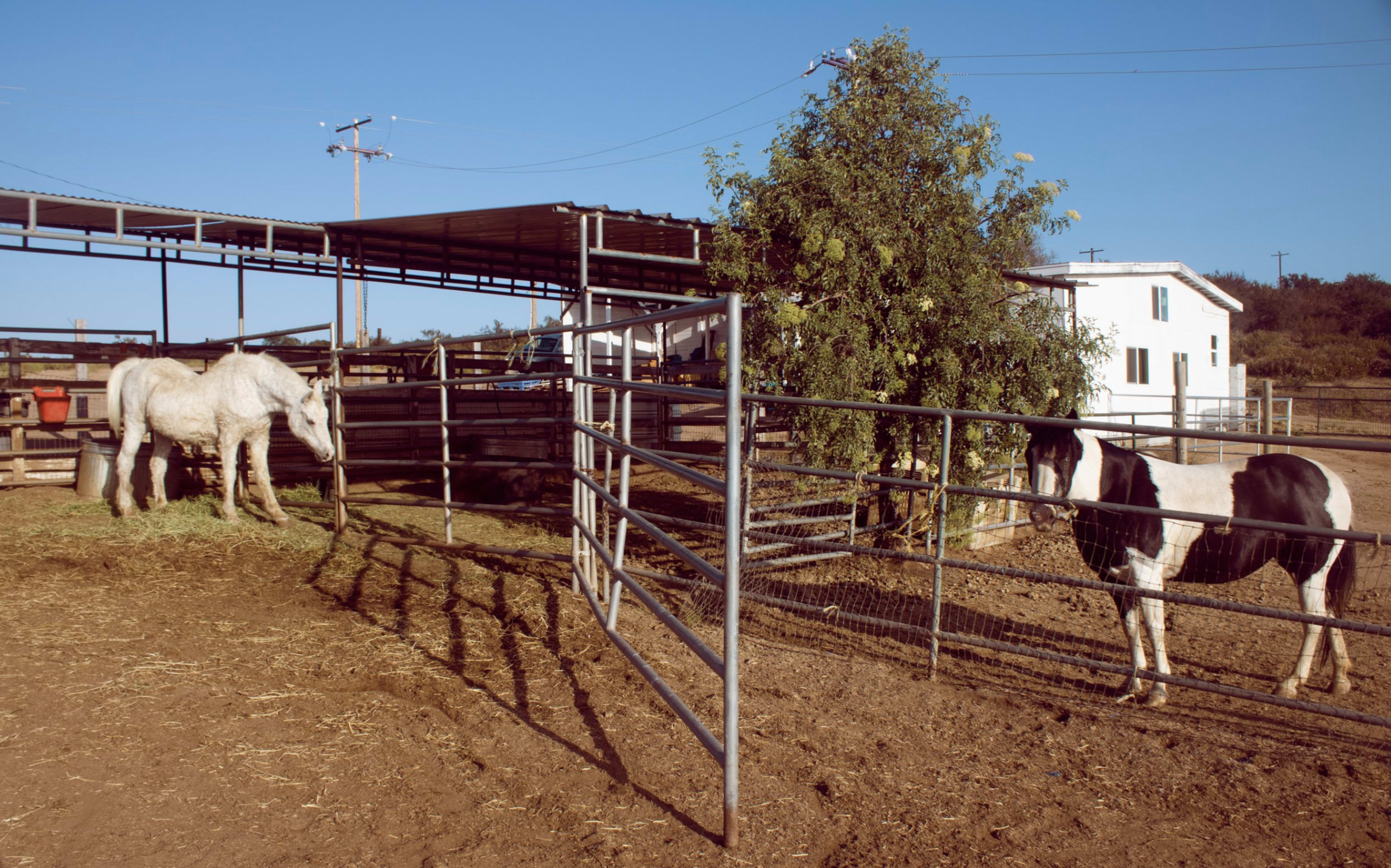 Two horses, one white and one black-and-white, stand in an enclosed area near a barn and a tree under a clear blue sky.