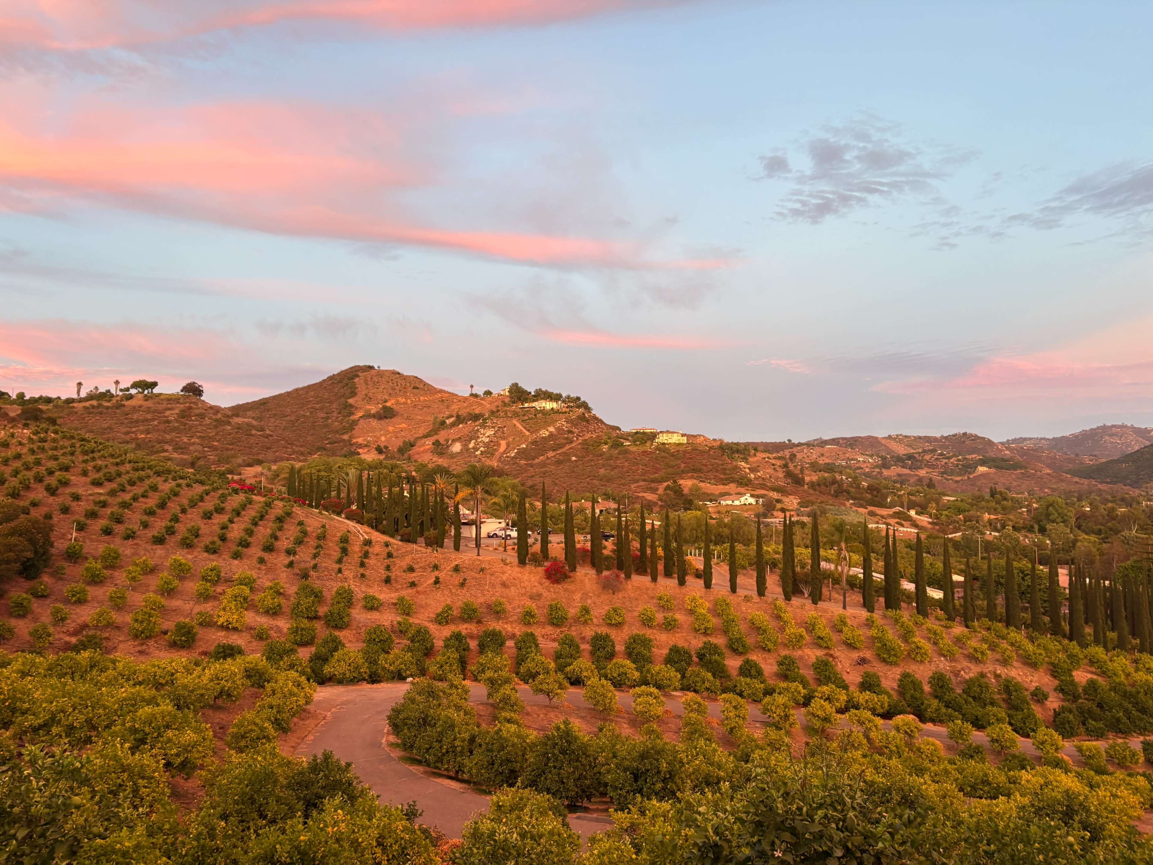 A hillside vineyard with neatly arranged rows of grapevines and tall cypress trees contrasts against a colorful sunset sky.