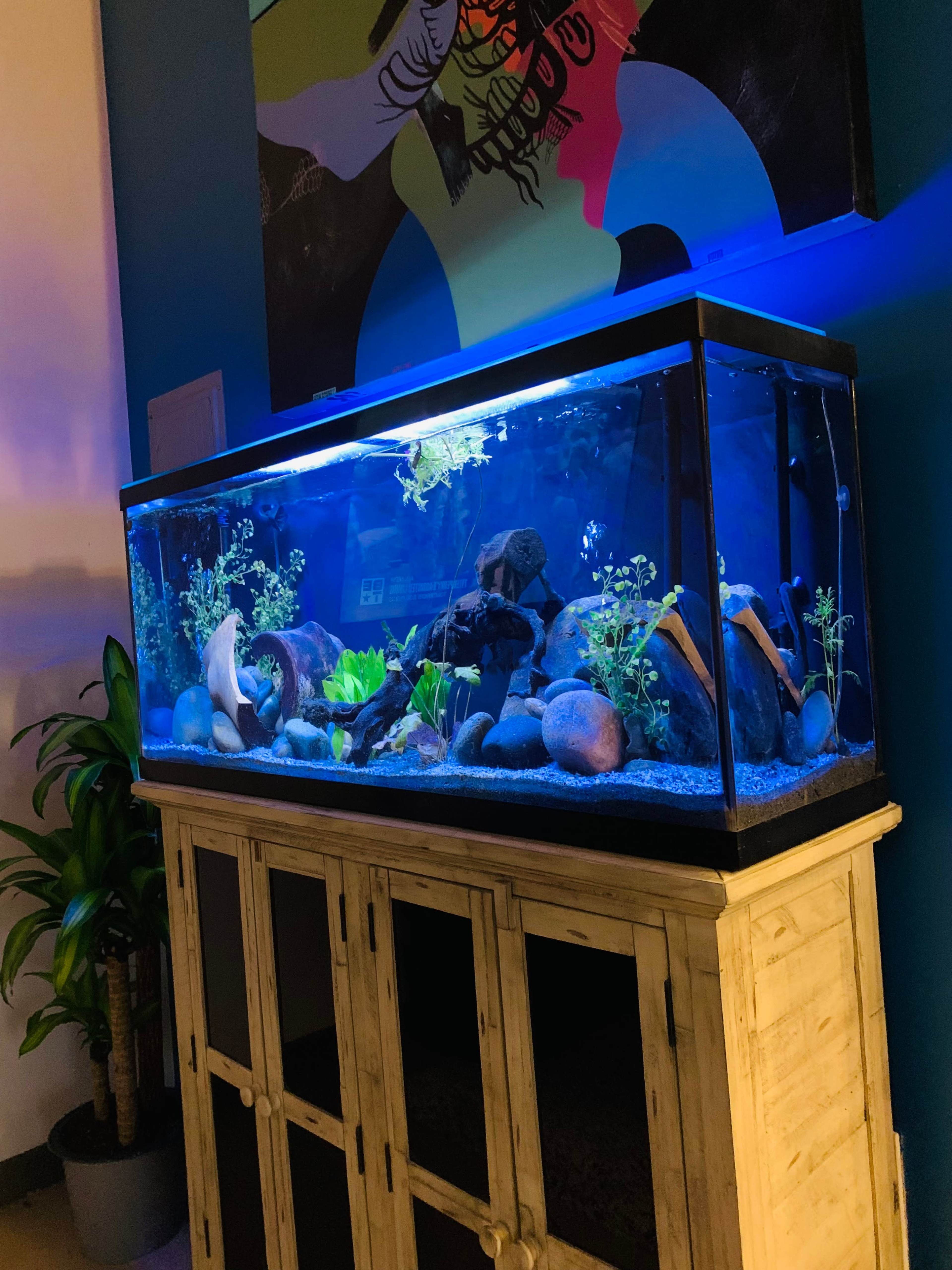 A large aquarium filled with water, decorative rocks, plants, and a blue light, resting on a wooden cabinet against a colored wall.