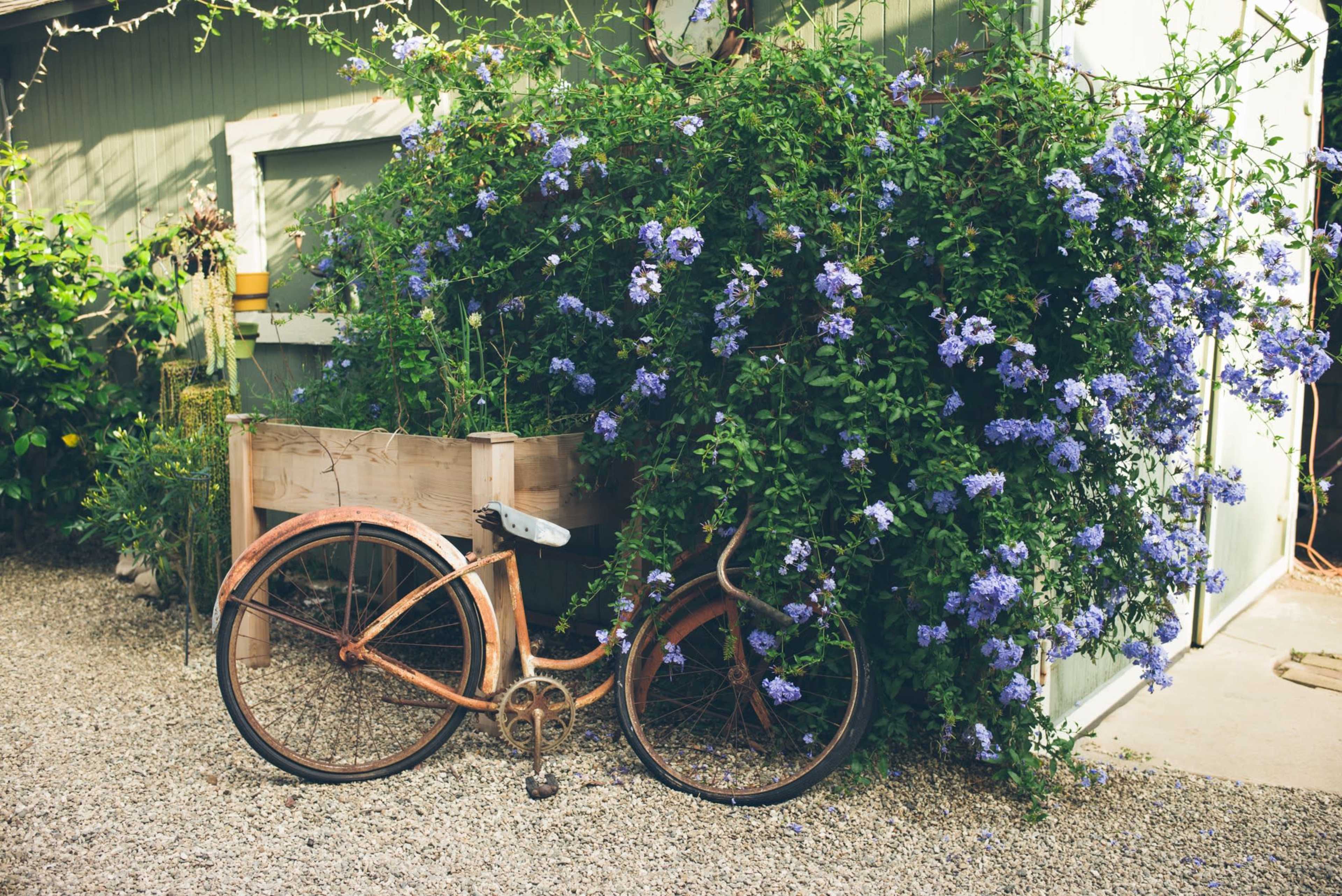 An old bicycle leans against a wooden planter filled with purple flowering vines near a green structure.
