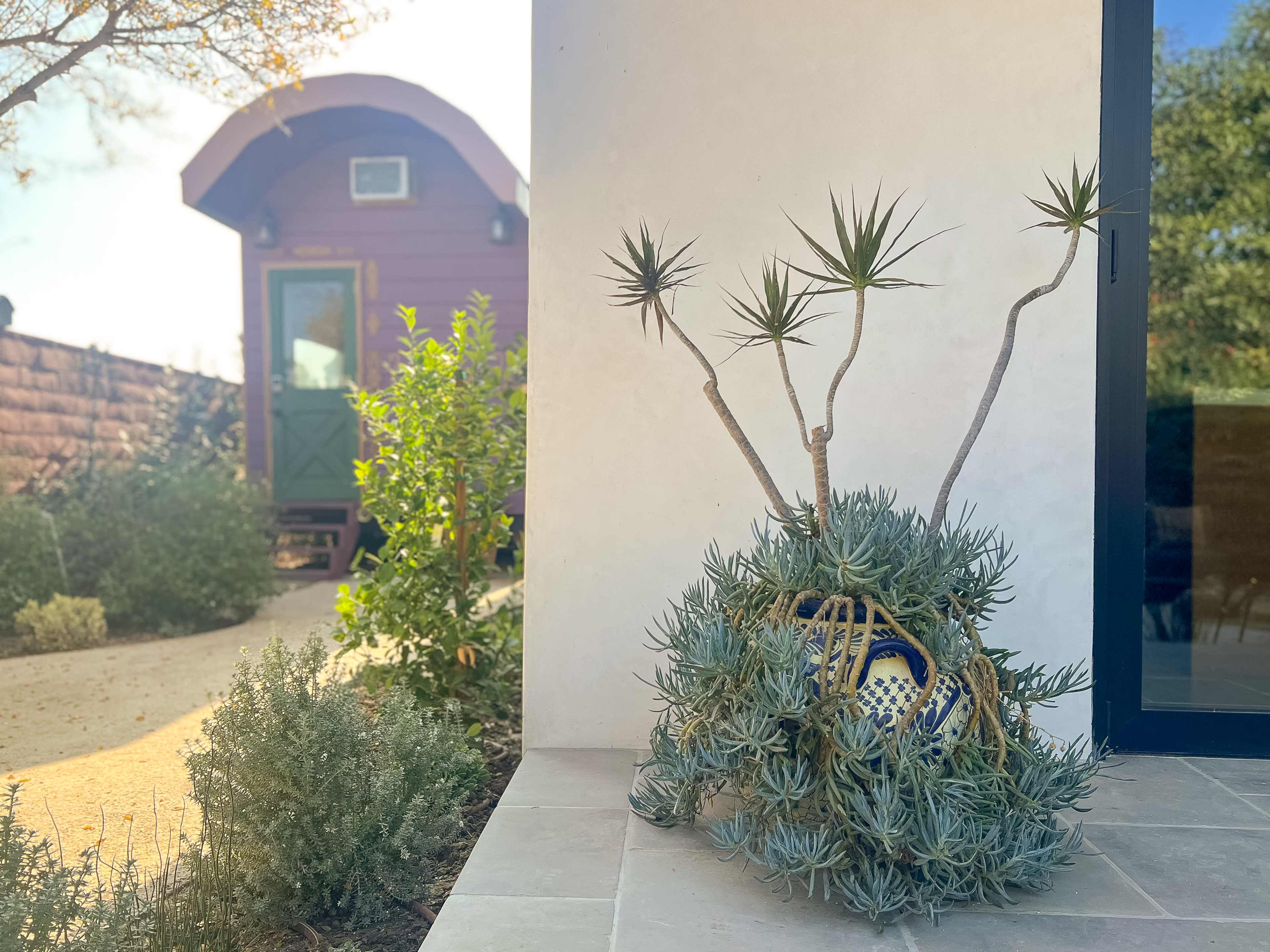 A potted succulent with long, spiky leaves is placed near a modern building with a red exterior and a green door.
