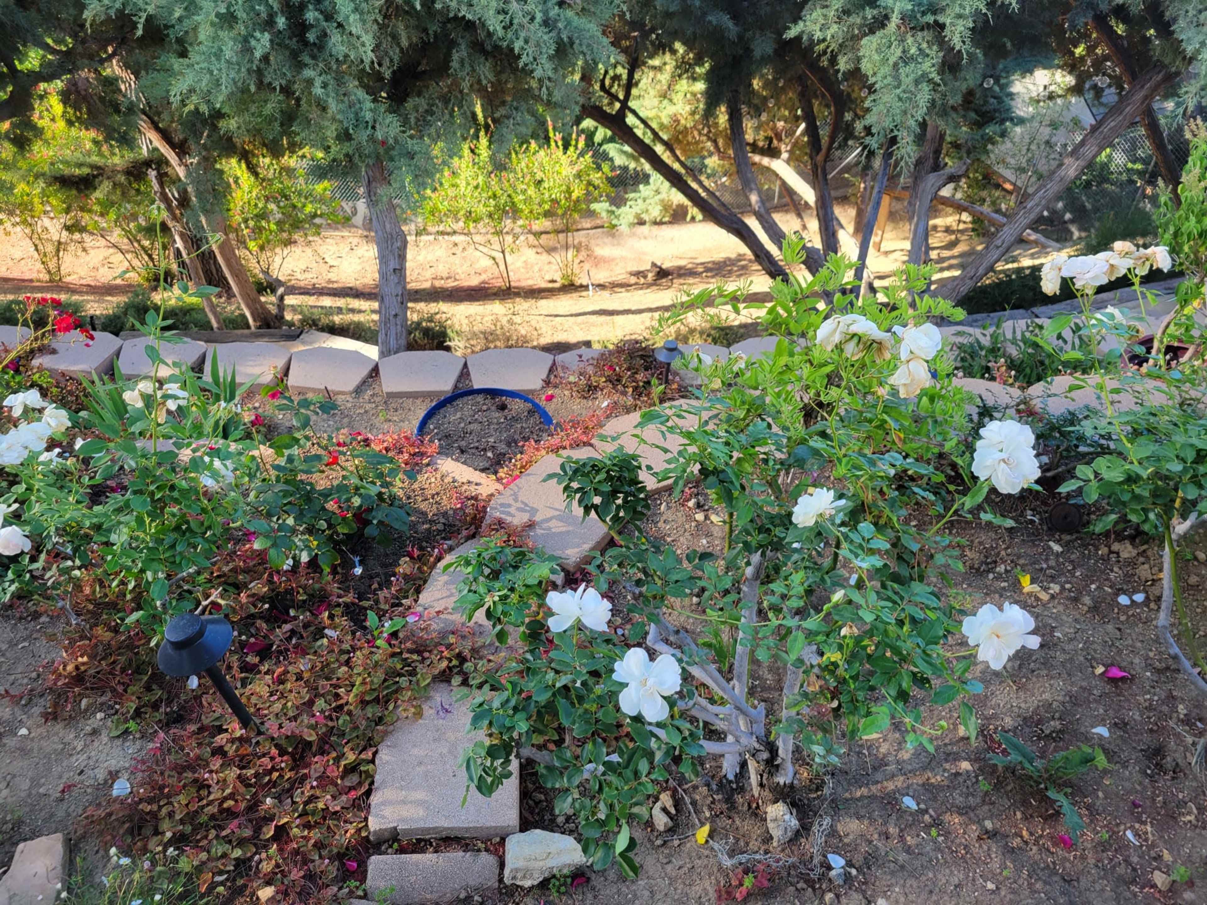 A well-maintained garden features white roses and stone pathways surrounded by trees and greenery.