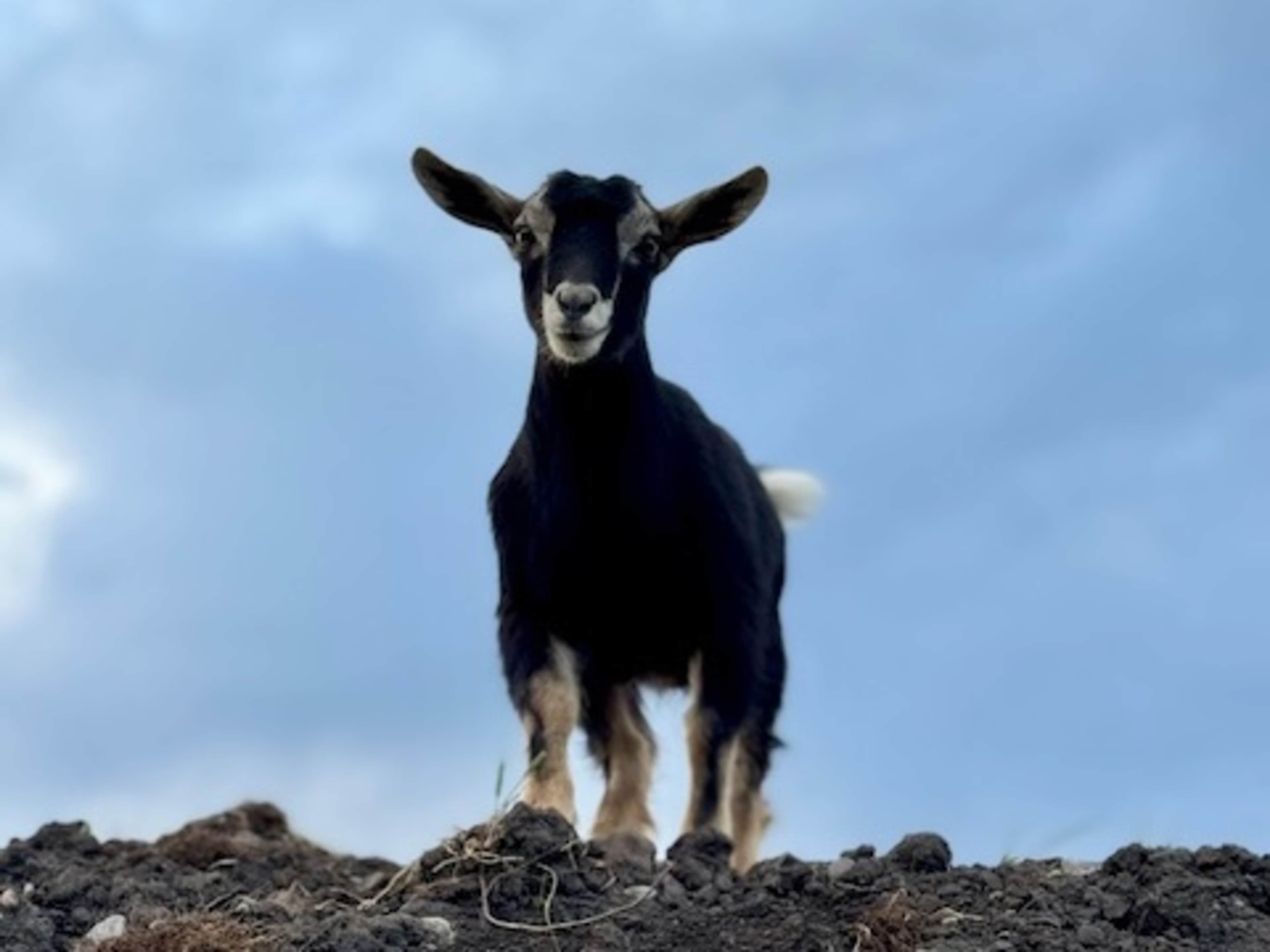 Young Nigerian dwarf goats