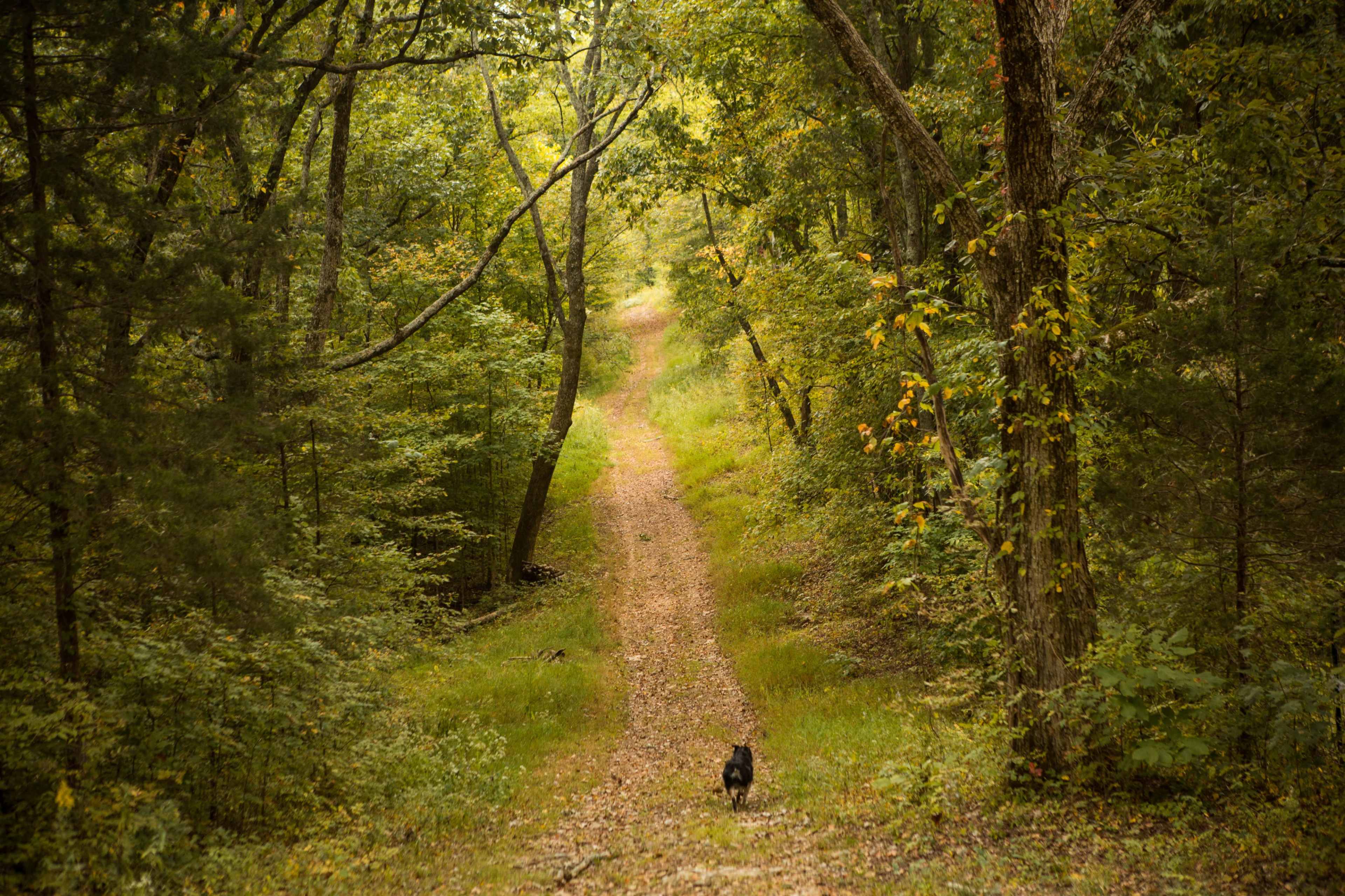 A dirt path winds through a densely wooded area with lush green trees on either side.