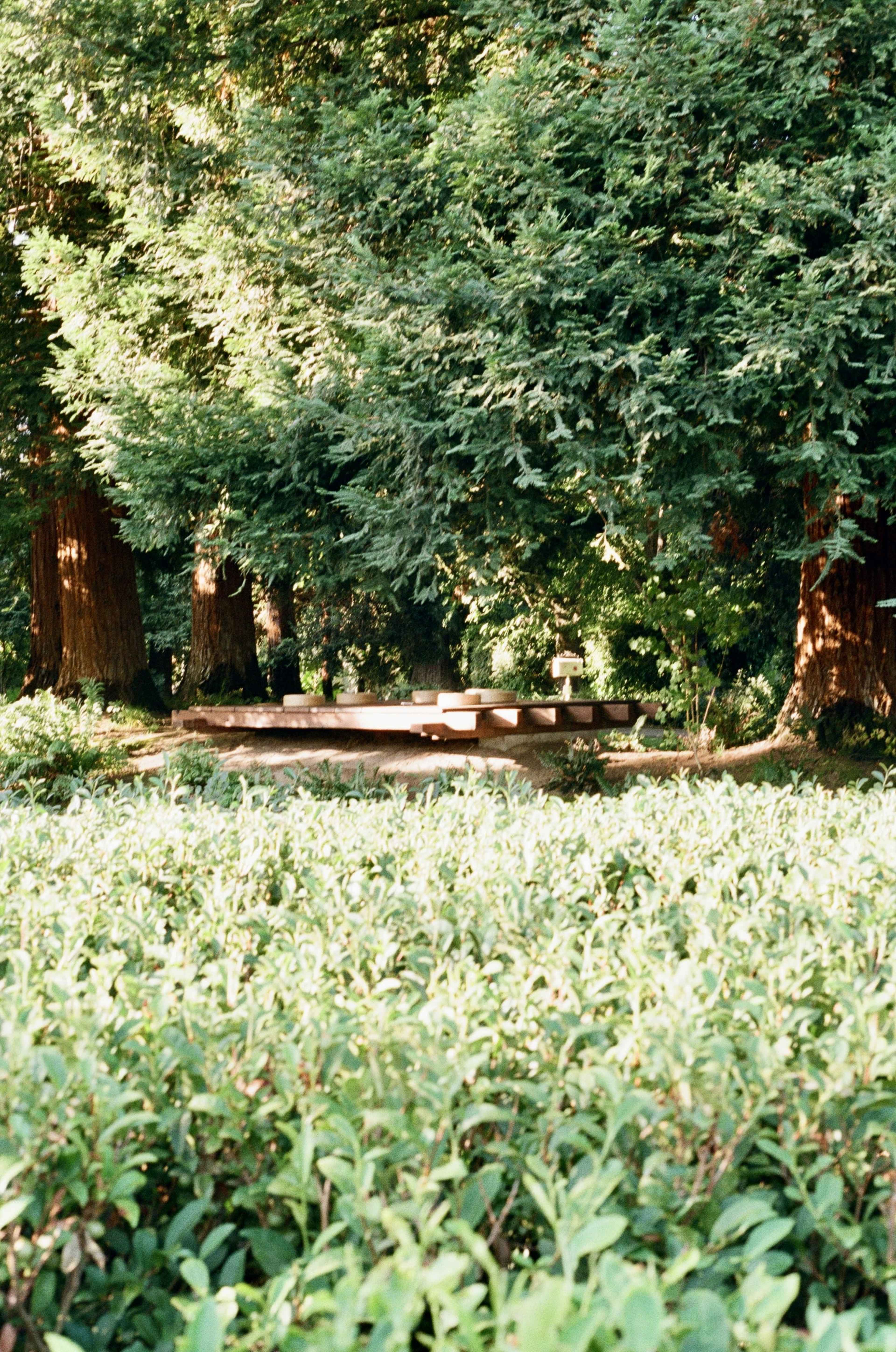 A wooden platform is set amidst dense greenery and tall trees in a park area.