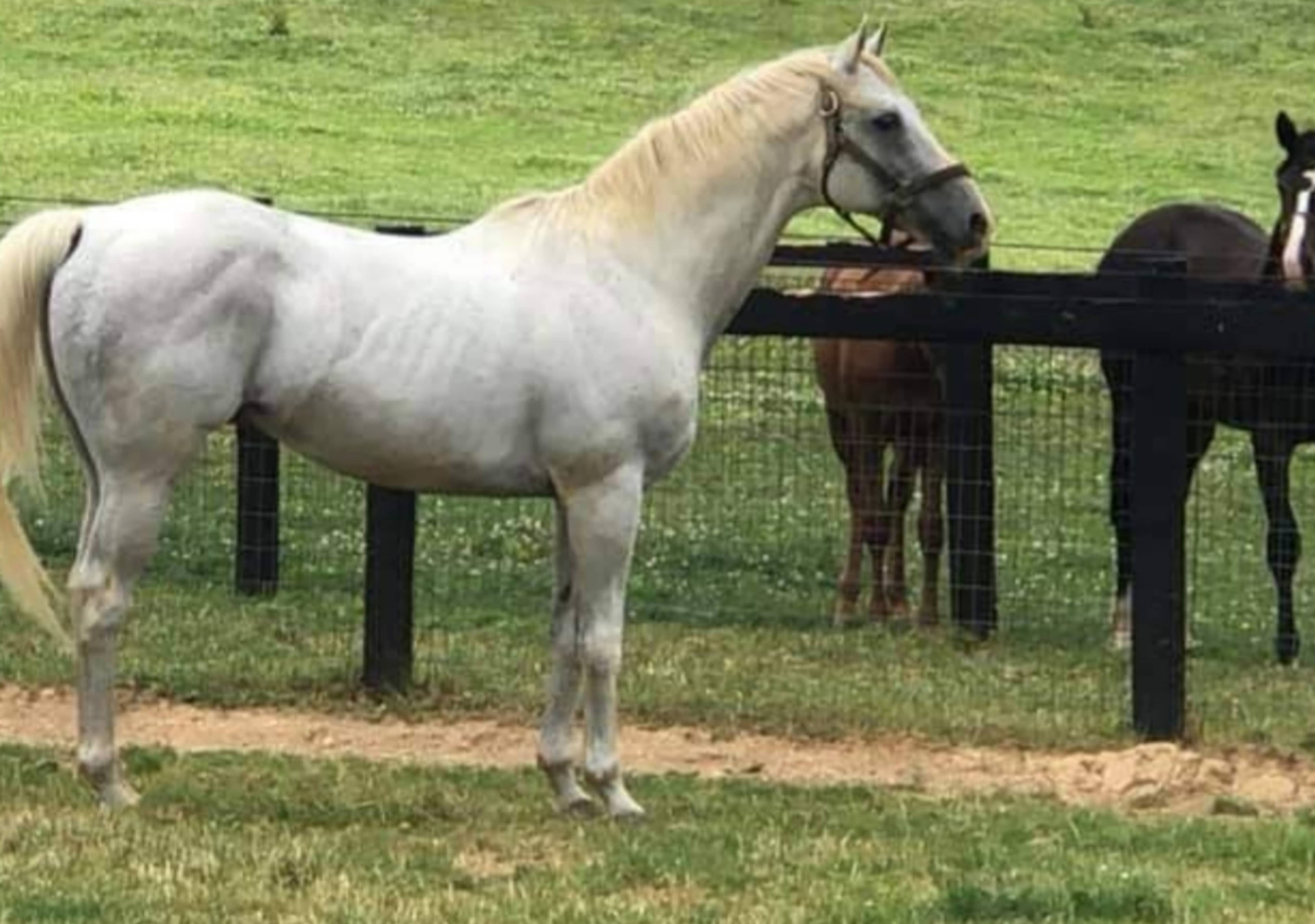 A gray horse stands in a grassy field next to a black horse, with a wooden fence in the background.