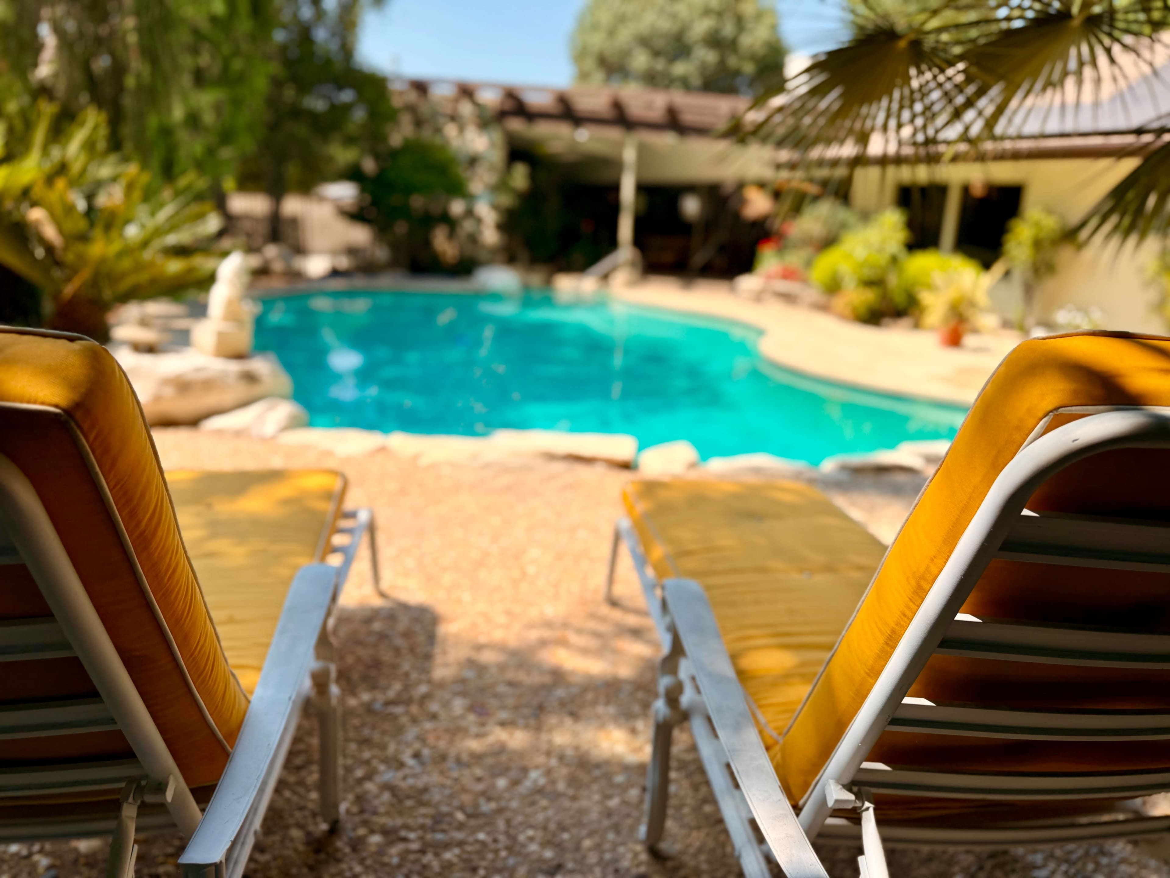 Two yellow lounge chairs face a clear blue swimming pool edged with lush greenery in a sunny backyard.