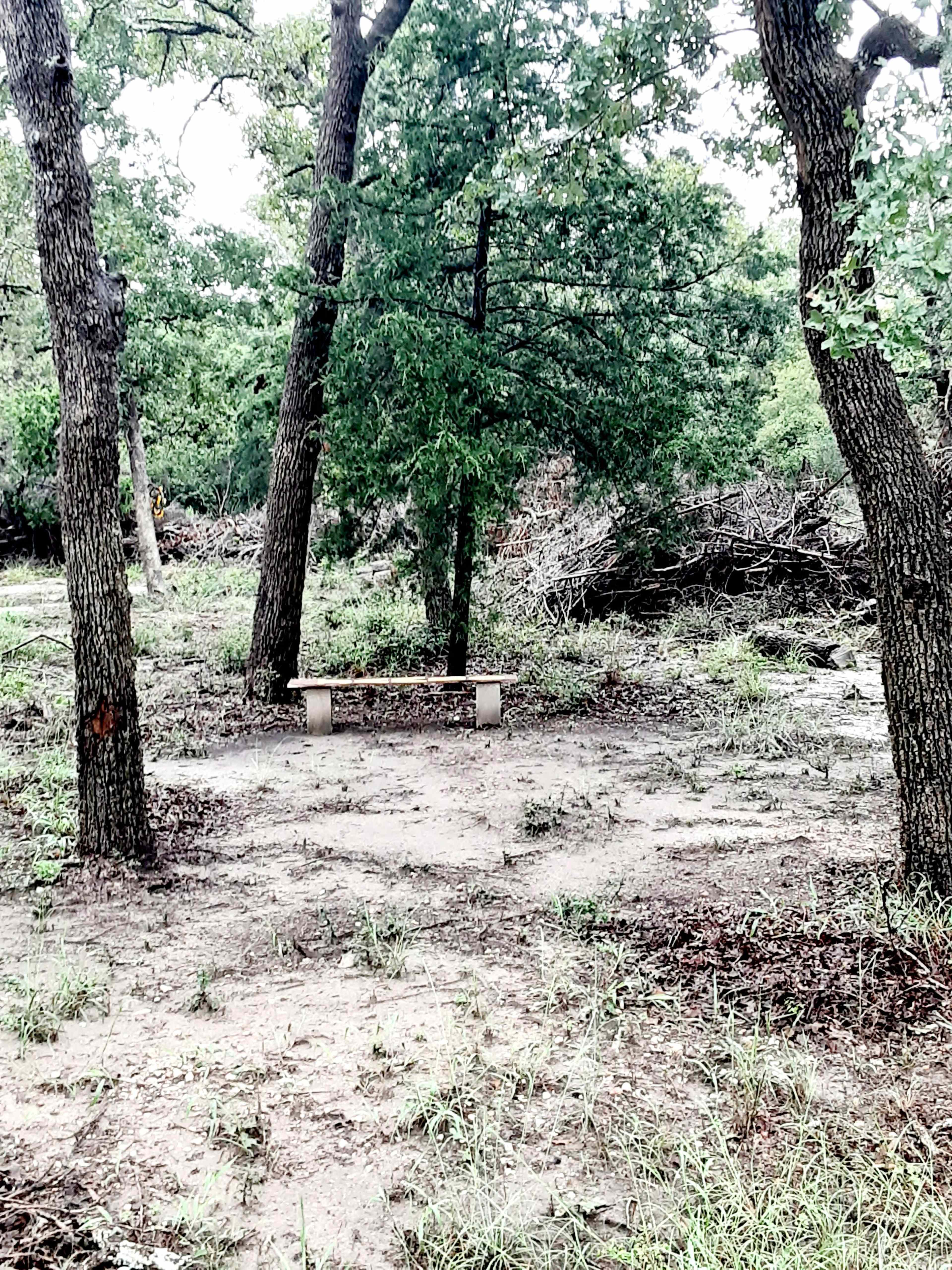 A wooden bench sits in a clearing surrounded by trees and underbrush.
