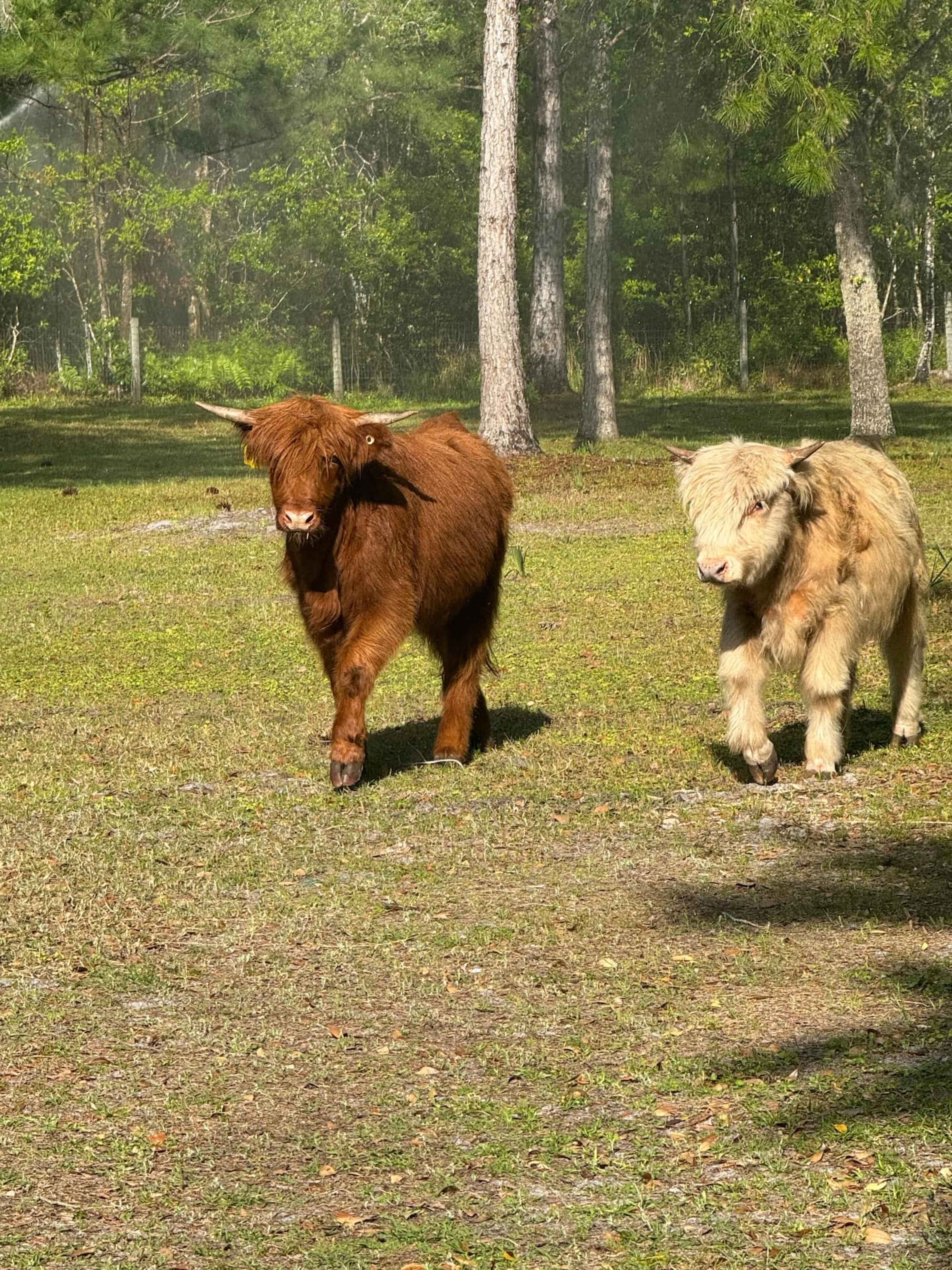 Two calves, one brown and one cream-colored, are walking through a grassy area surrounded by trees.