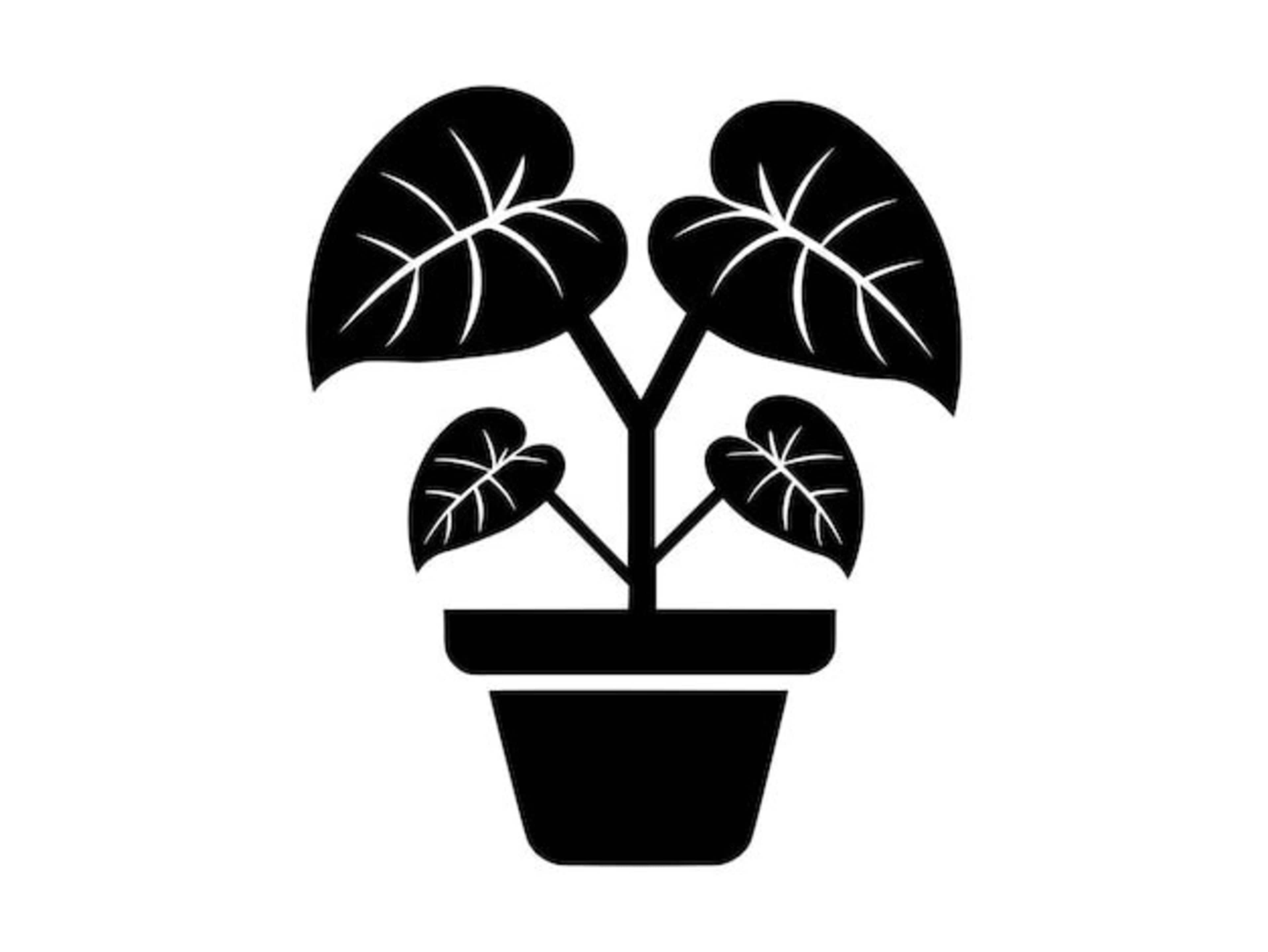 Decorative Plants