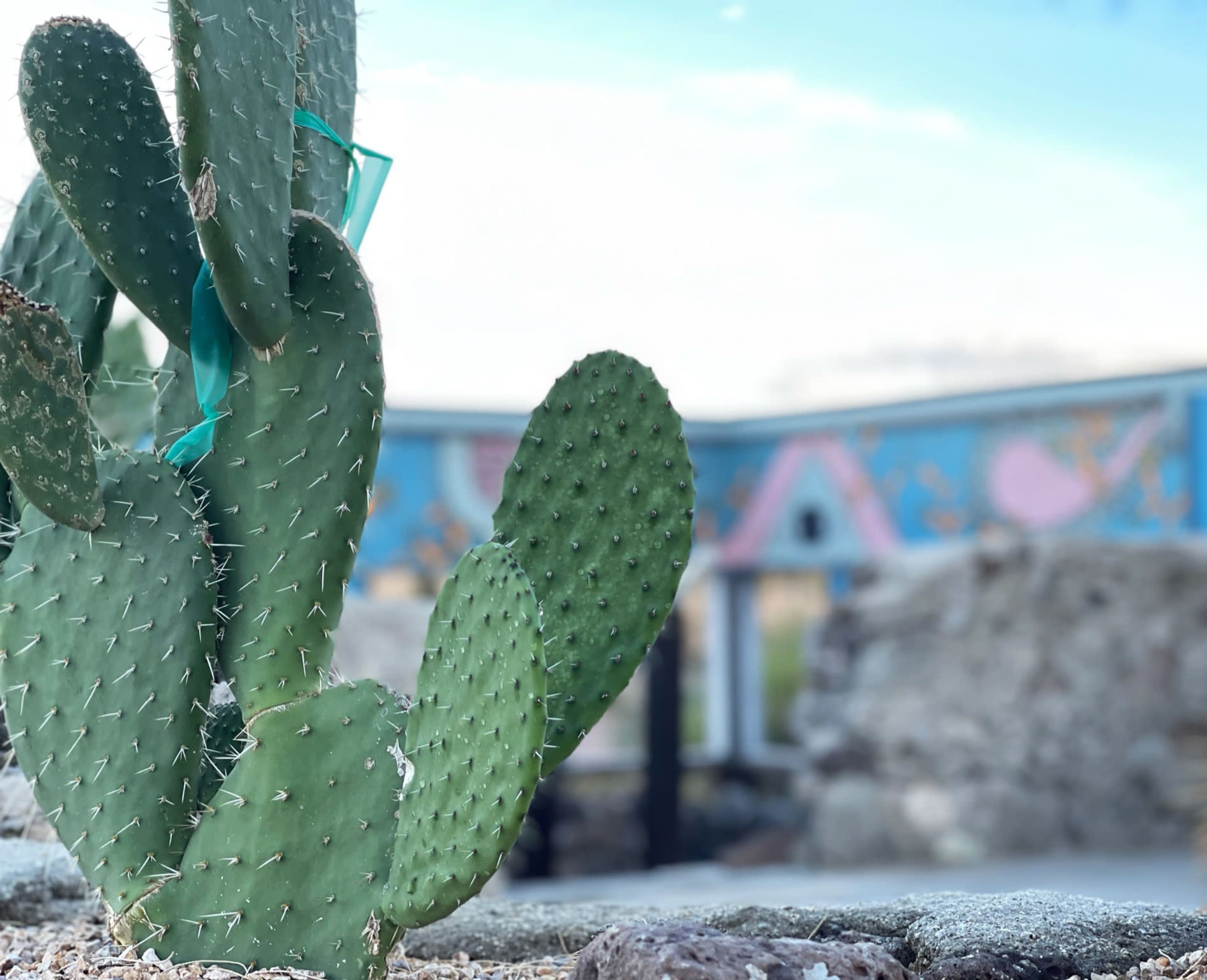 A prickly pear cactus stands in the foreground with a mural visible in the background.