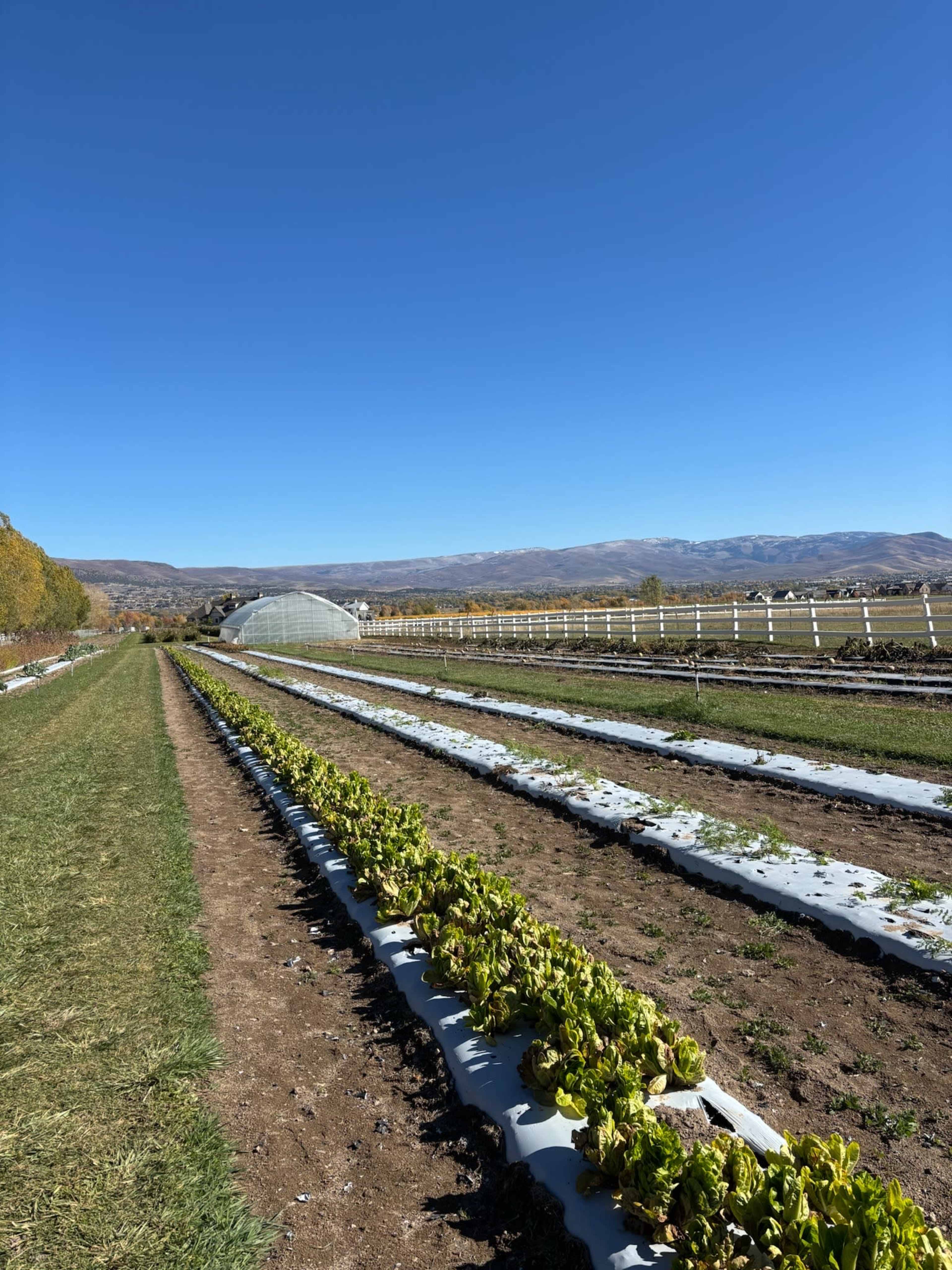 The image shows rows of green crops growing in a field, with a greenhouse and mountains visible in the background beneath a clear blue sky.