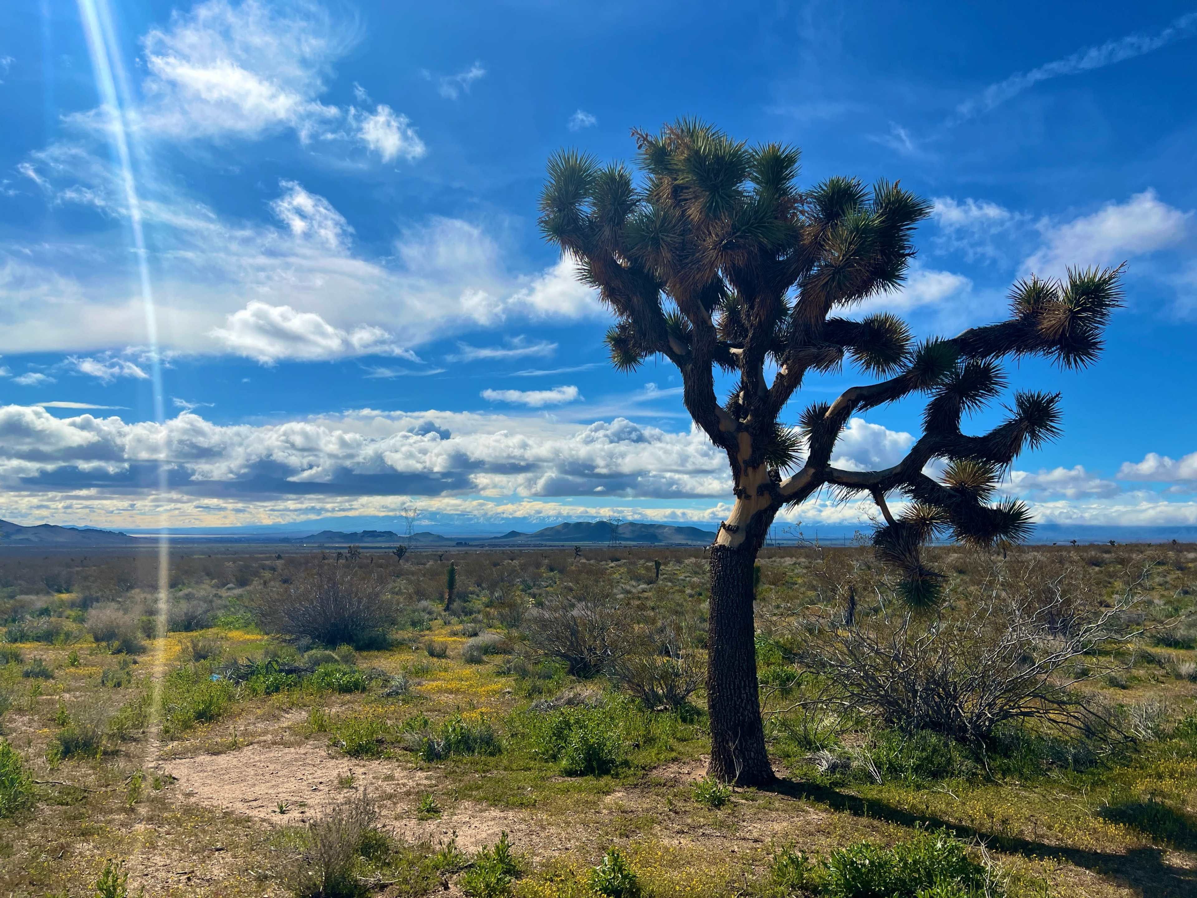 A solitary Joshua tree stands amidst a desert landscape under a blue sky with scattered clouds and distant mountains.
