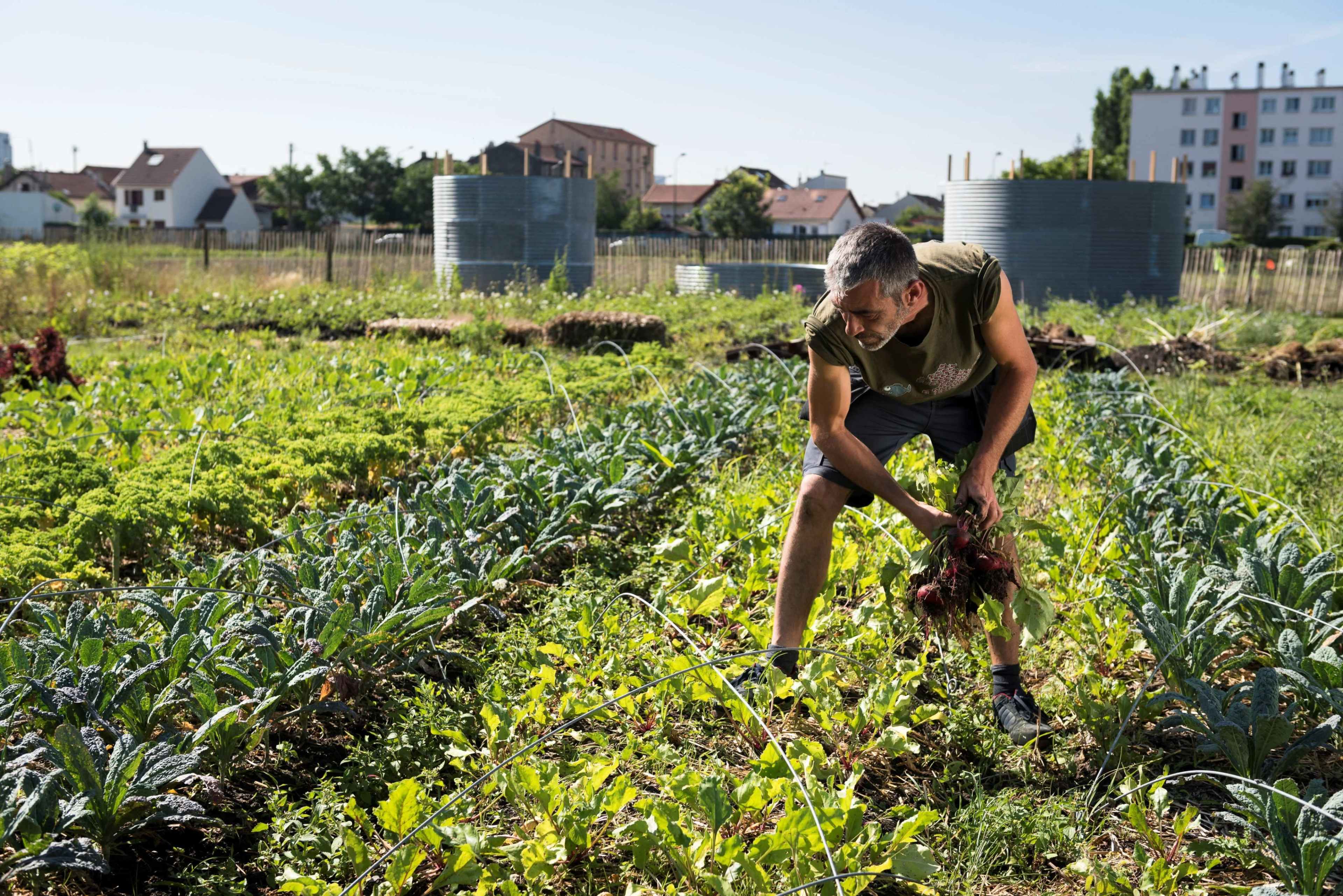 lieu urbain, ferme urbaine, permaculture, serre Image dans , SAINT DENIS, 
