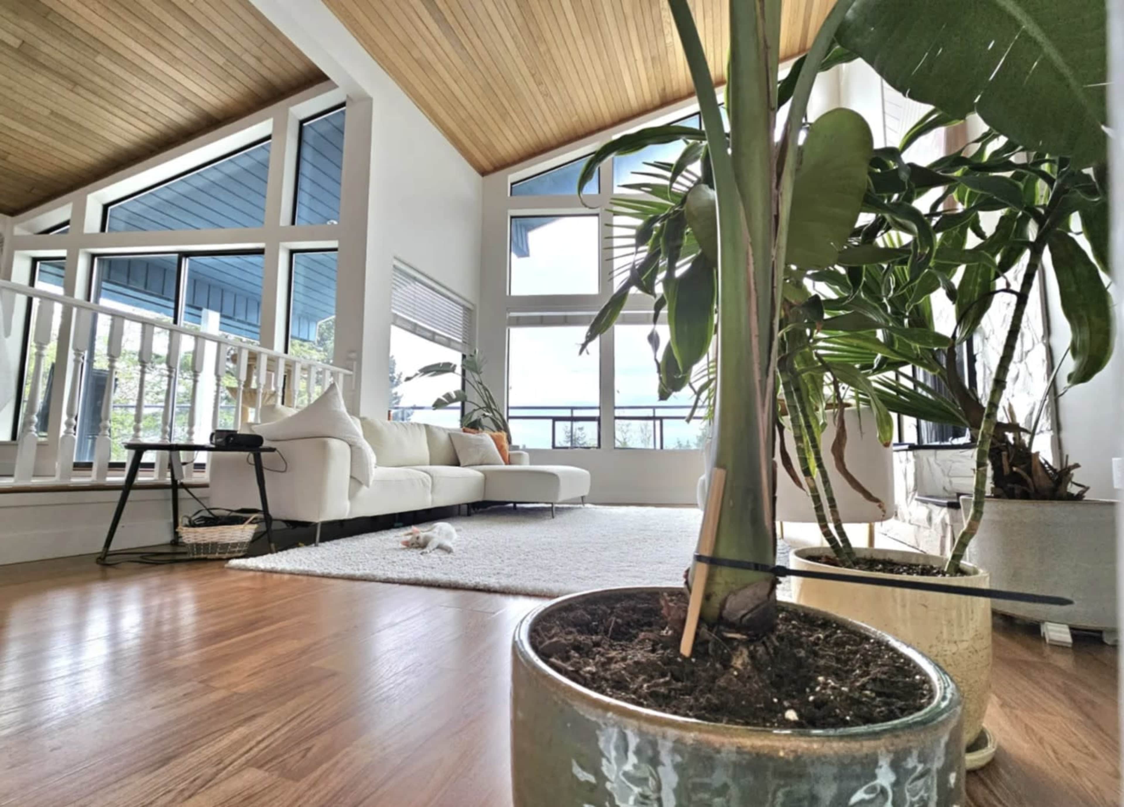 The image shows a bright, modern living area with large windows, a white sofa, and potted plants on a wooden floor.