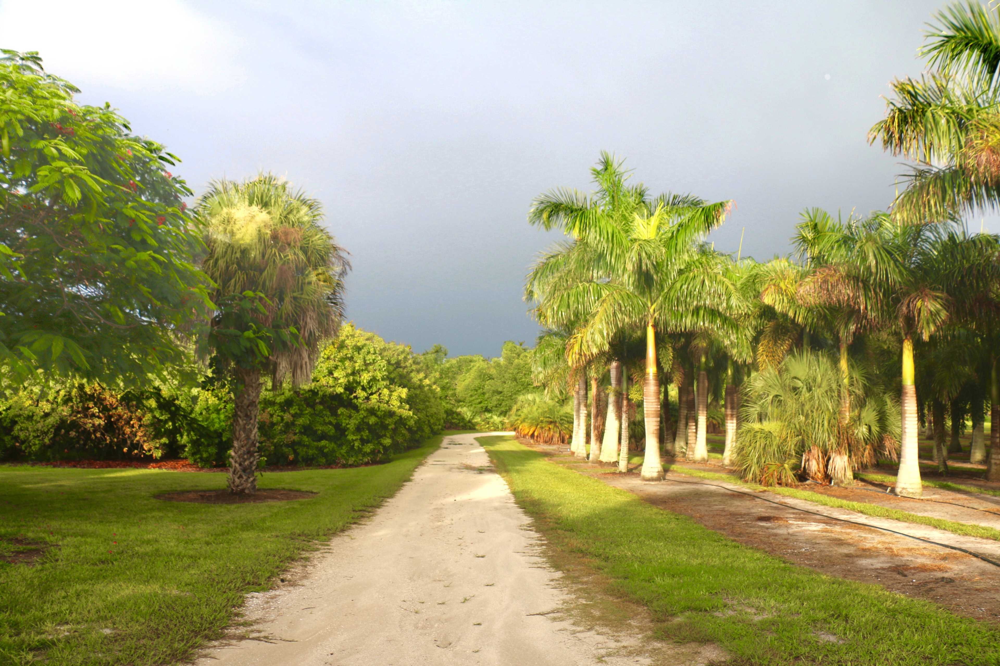 A sandy path lined with palm trees leads through a lush green landscape under a cloudy sky.