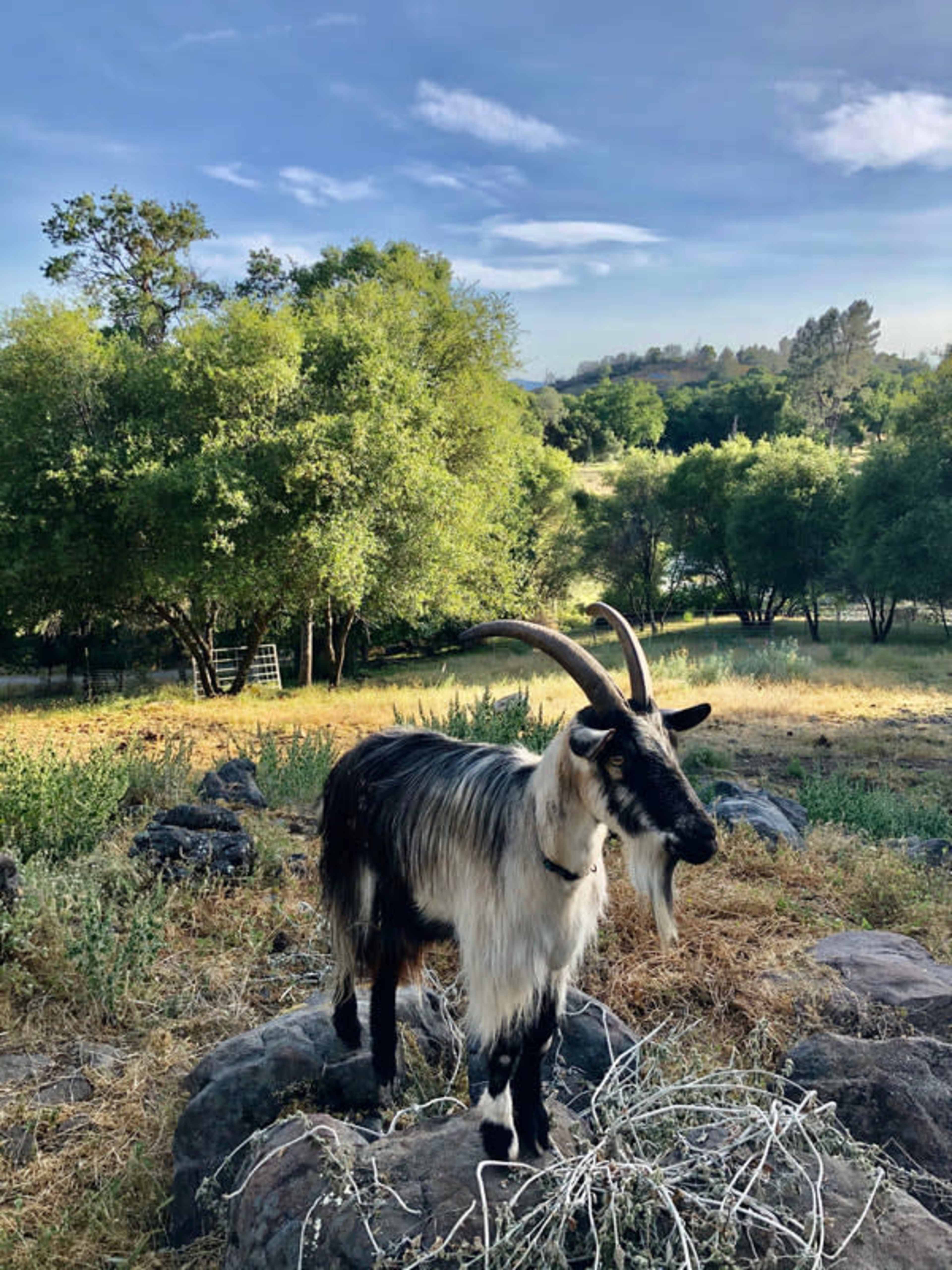 A black and white goat with long horns stands on rocky terrain surrounded by green trees and grass.