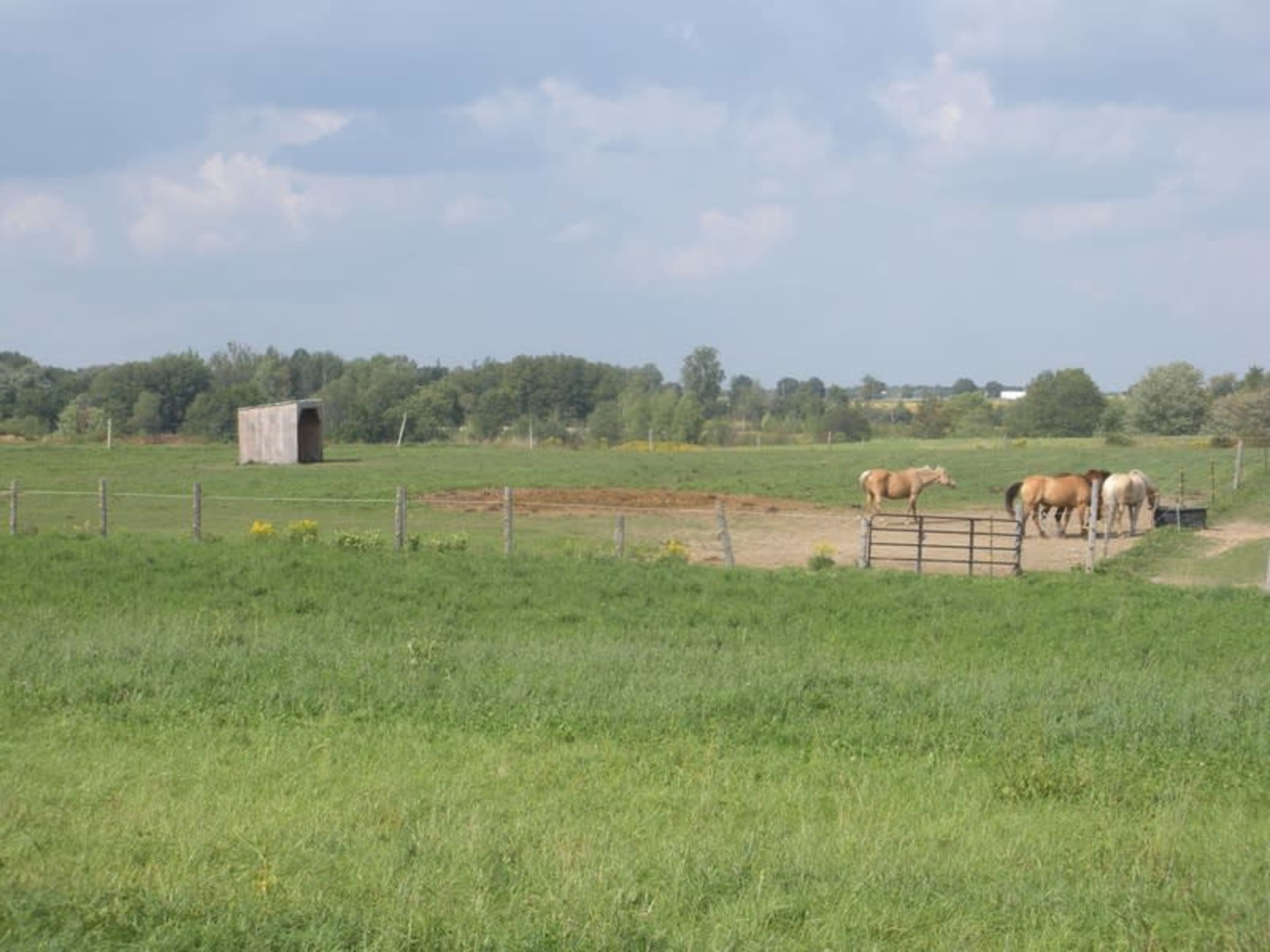 A group of horses grazes near a wooden shed in a grassy field surrounded by trees.