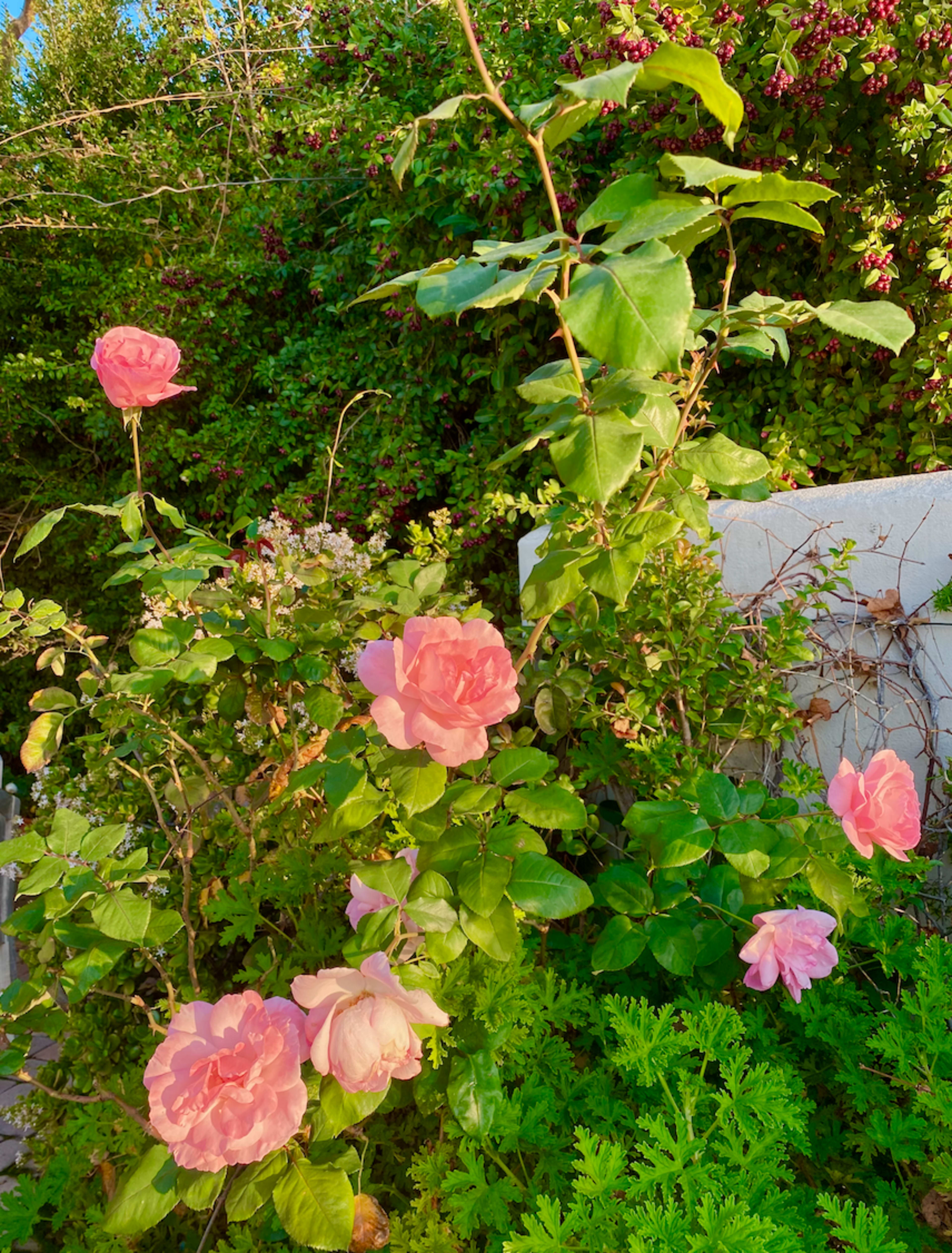 Pink roses bloom amidst lush green foliage in a garden setting.