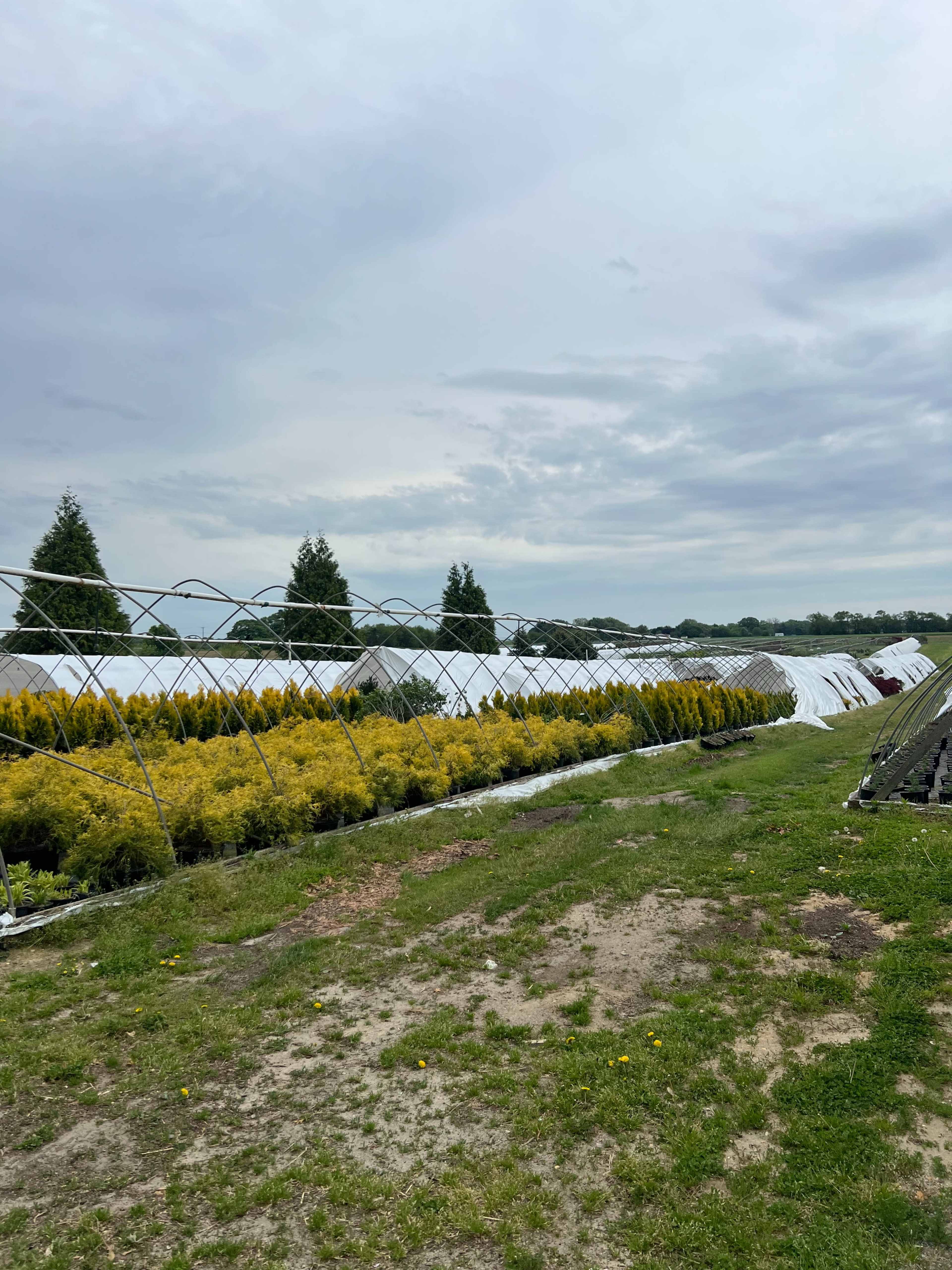 The image shows a greenhouse area with rows of yellow plants and covered structures under a cloudy sky.