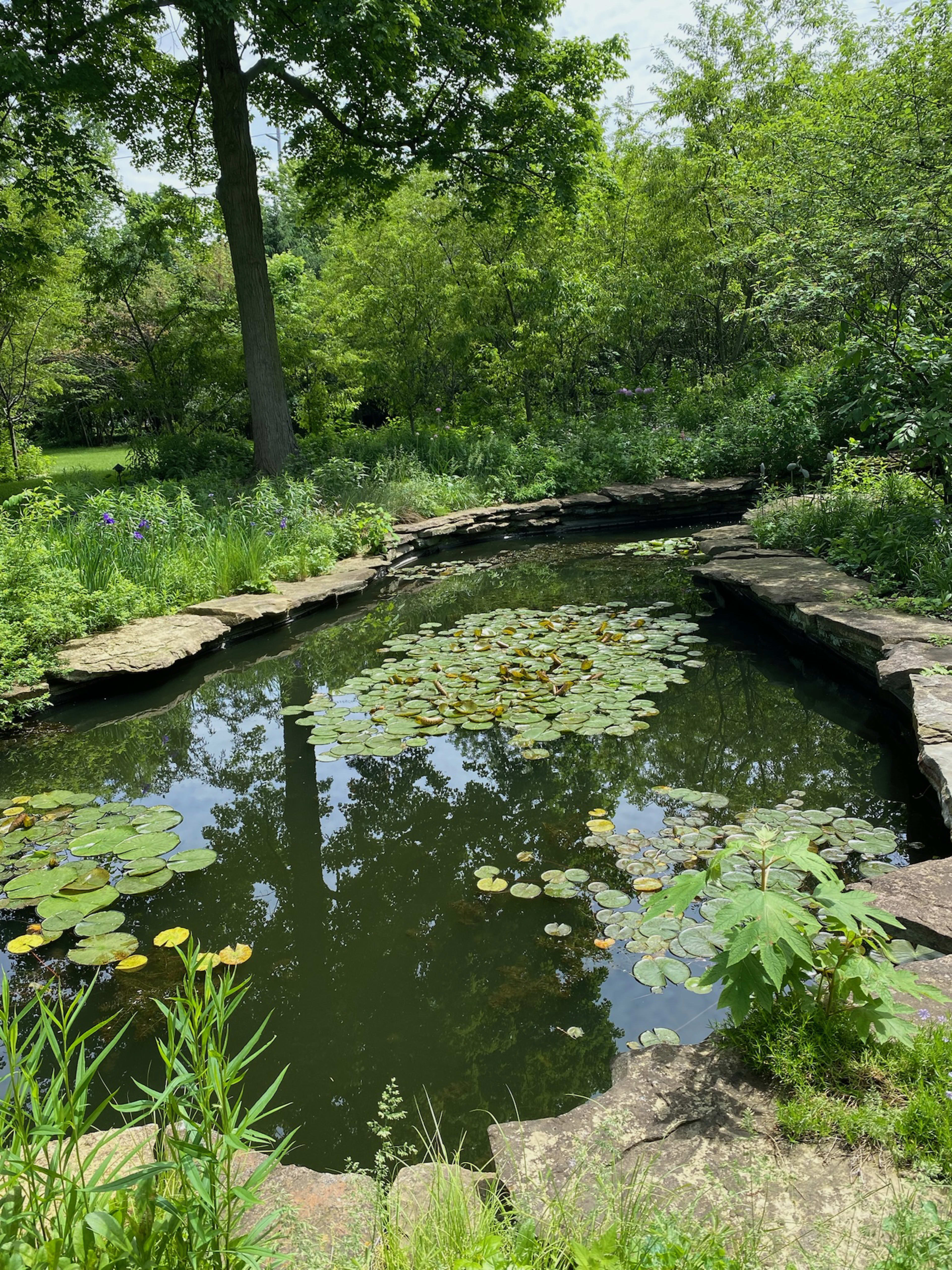 A calm pond surrounded by lush greenery features floating lily pads and stone borders.