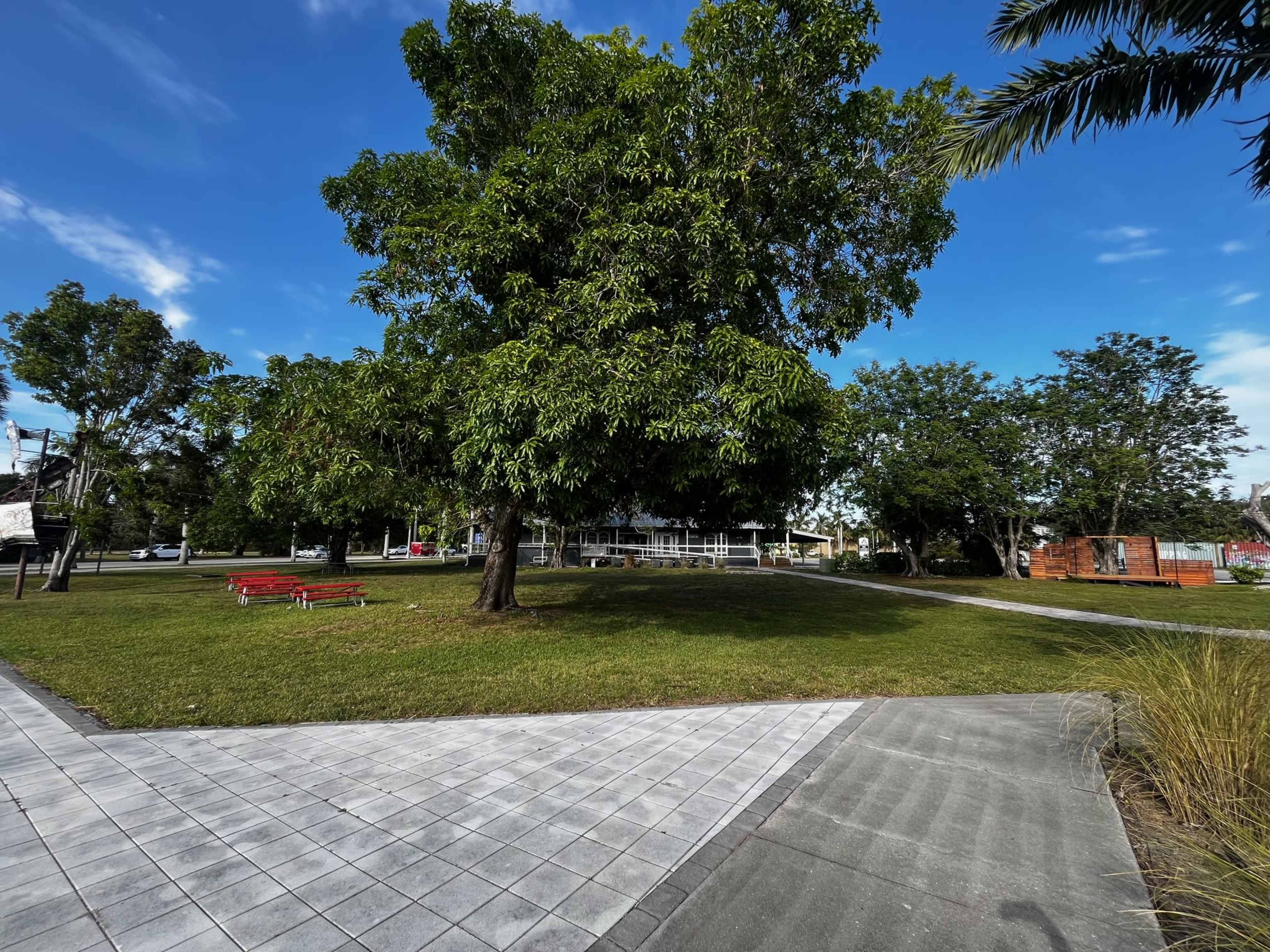 A large tree stands in a grassy park area surrounded by paved walkways and benches.