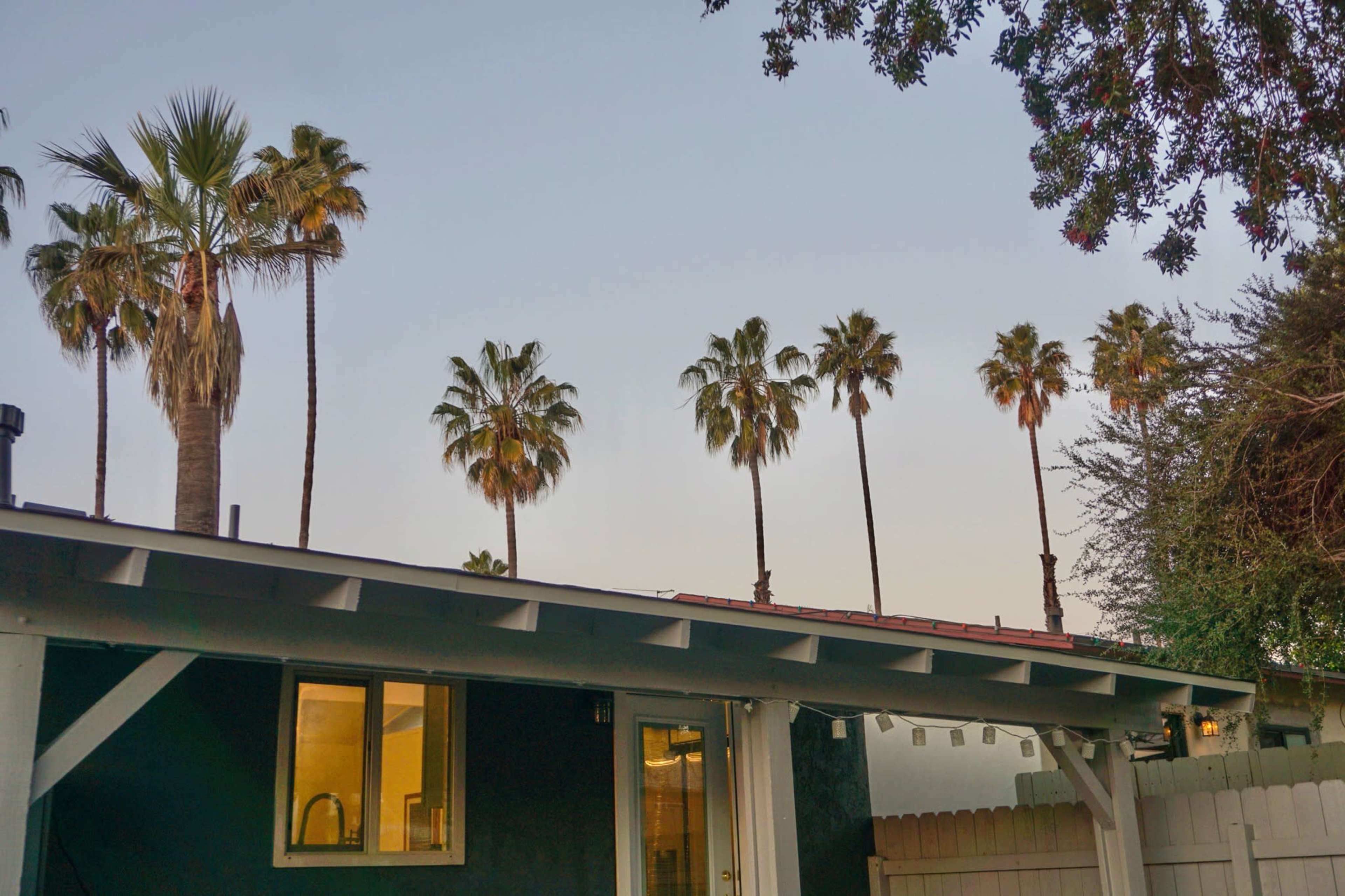 A row of palm trees stands tall behind a single-story house with a lit window at dusk.
