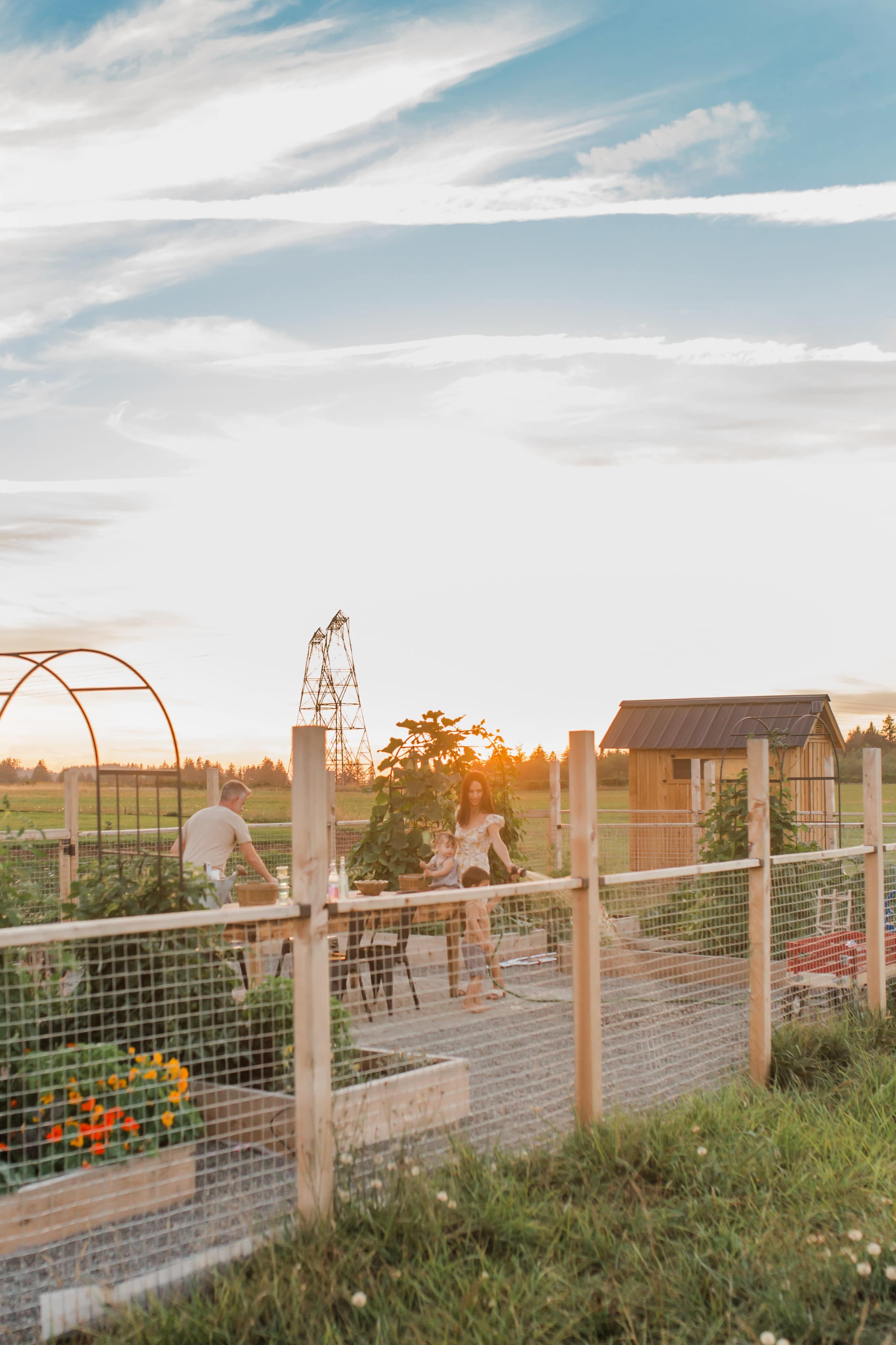 A person tends to a garden at sunset, with a wooden shed and a wire fence visible in the background.