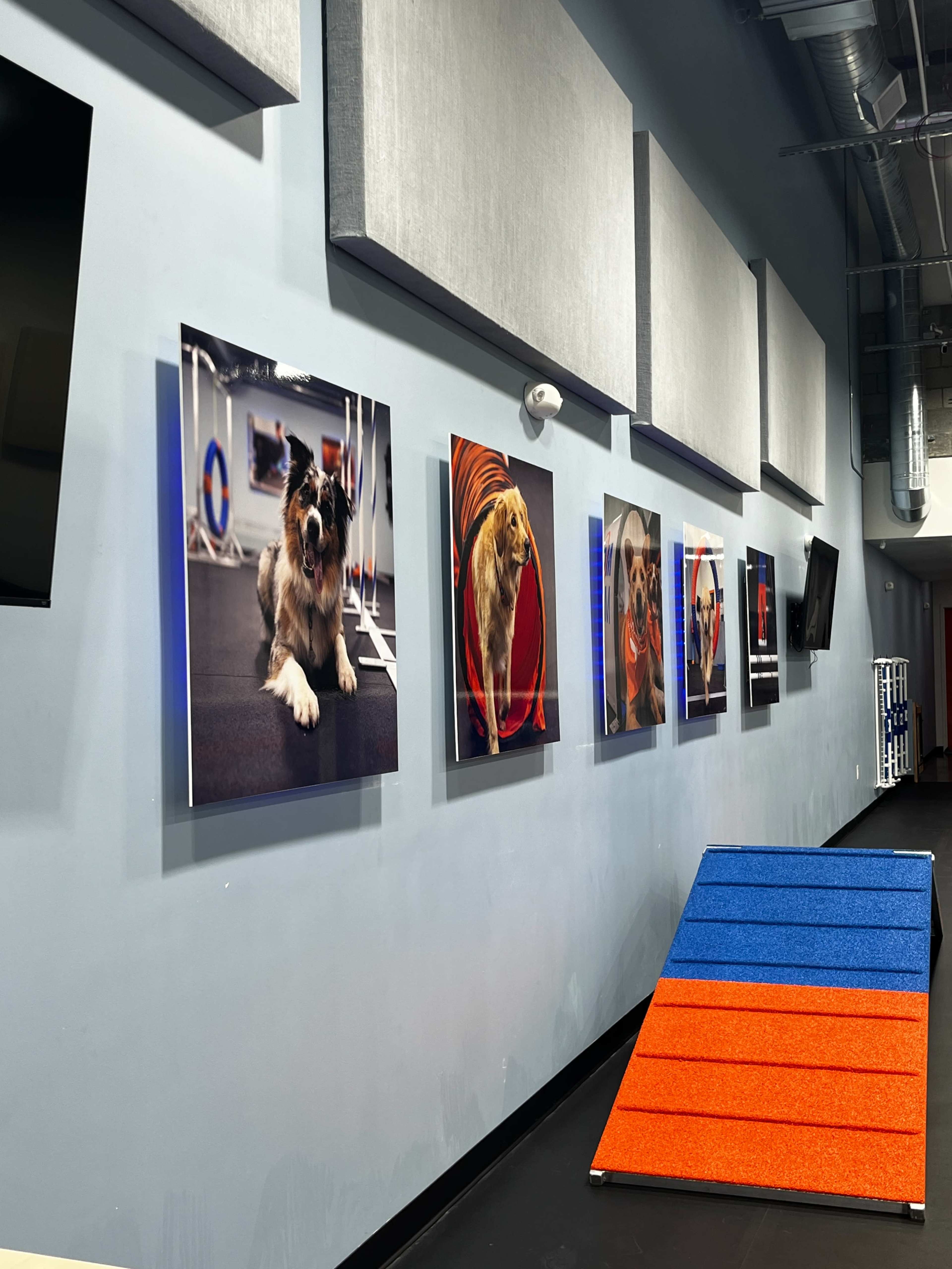 Large open ceiling dog training gym with rubber flooring Image in Santa Clara, Santa Clara, CA