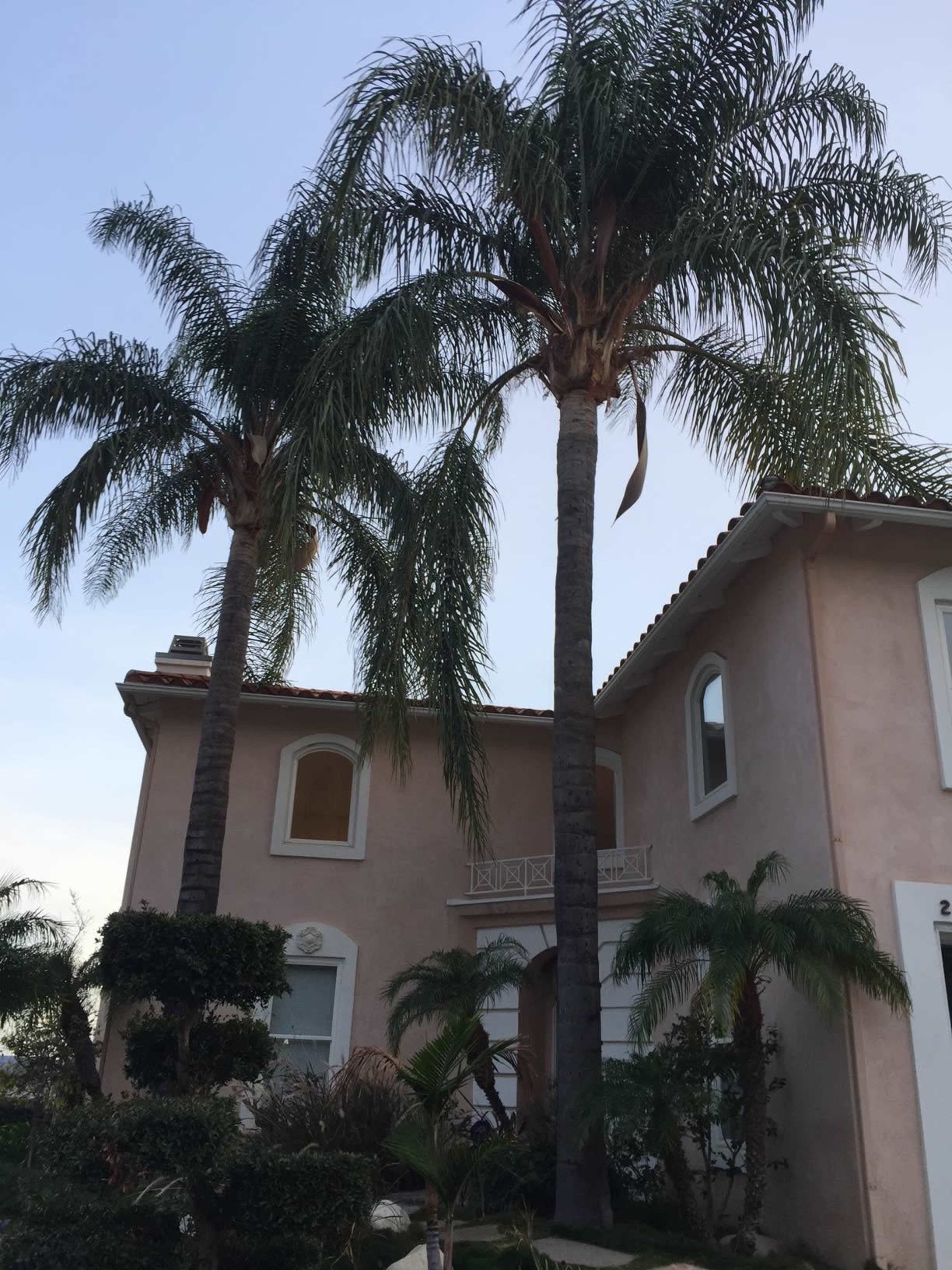 The image shows a two-story house with two tall palm trees in the front yard, surrounded by shrubs and grass.
