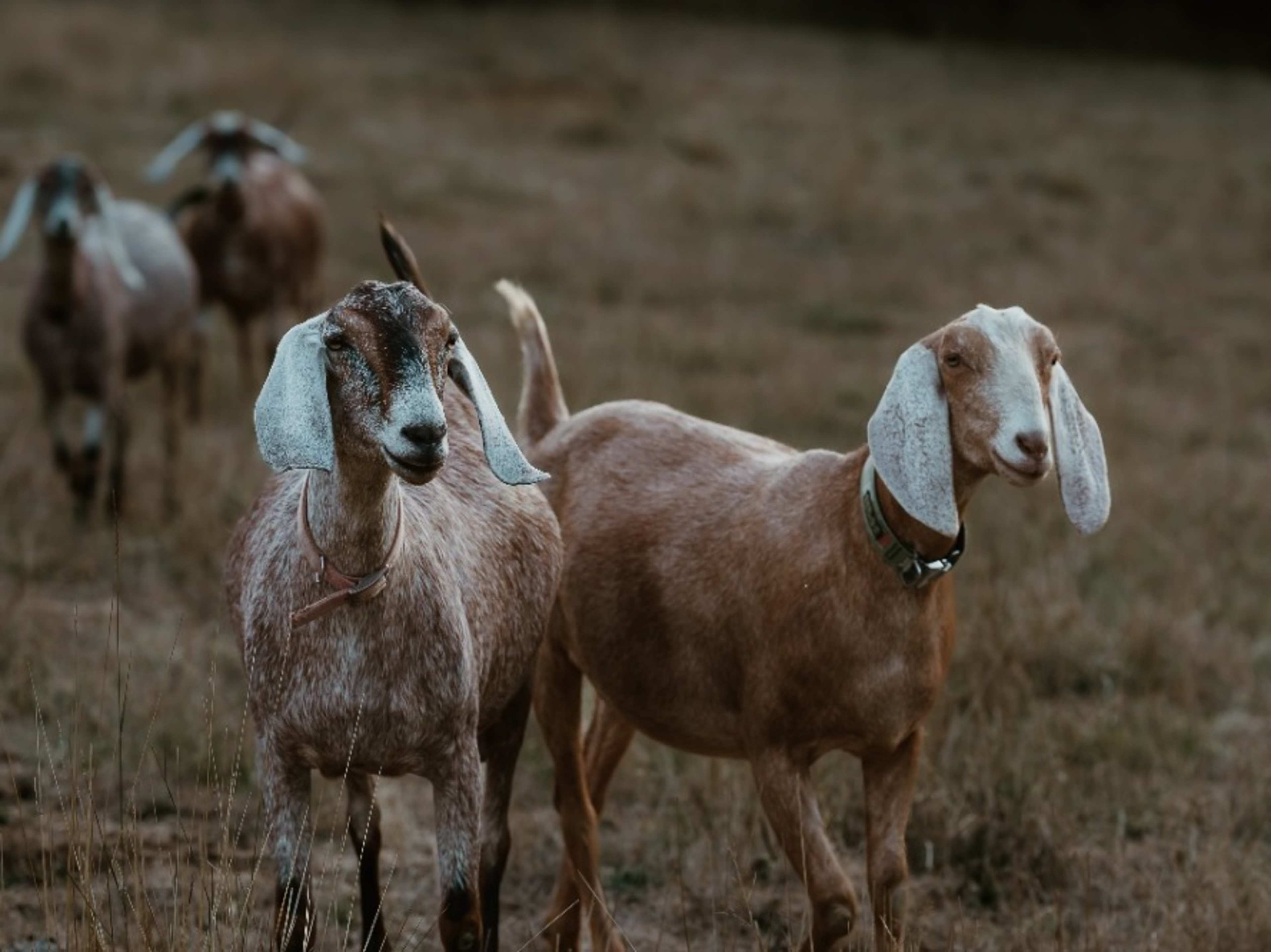 Micro Dairy Visual Session