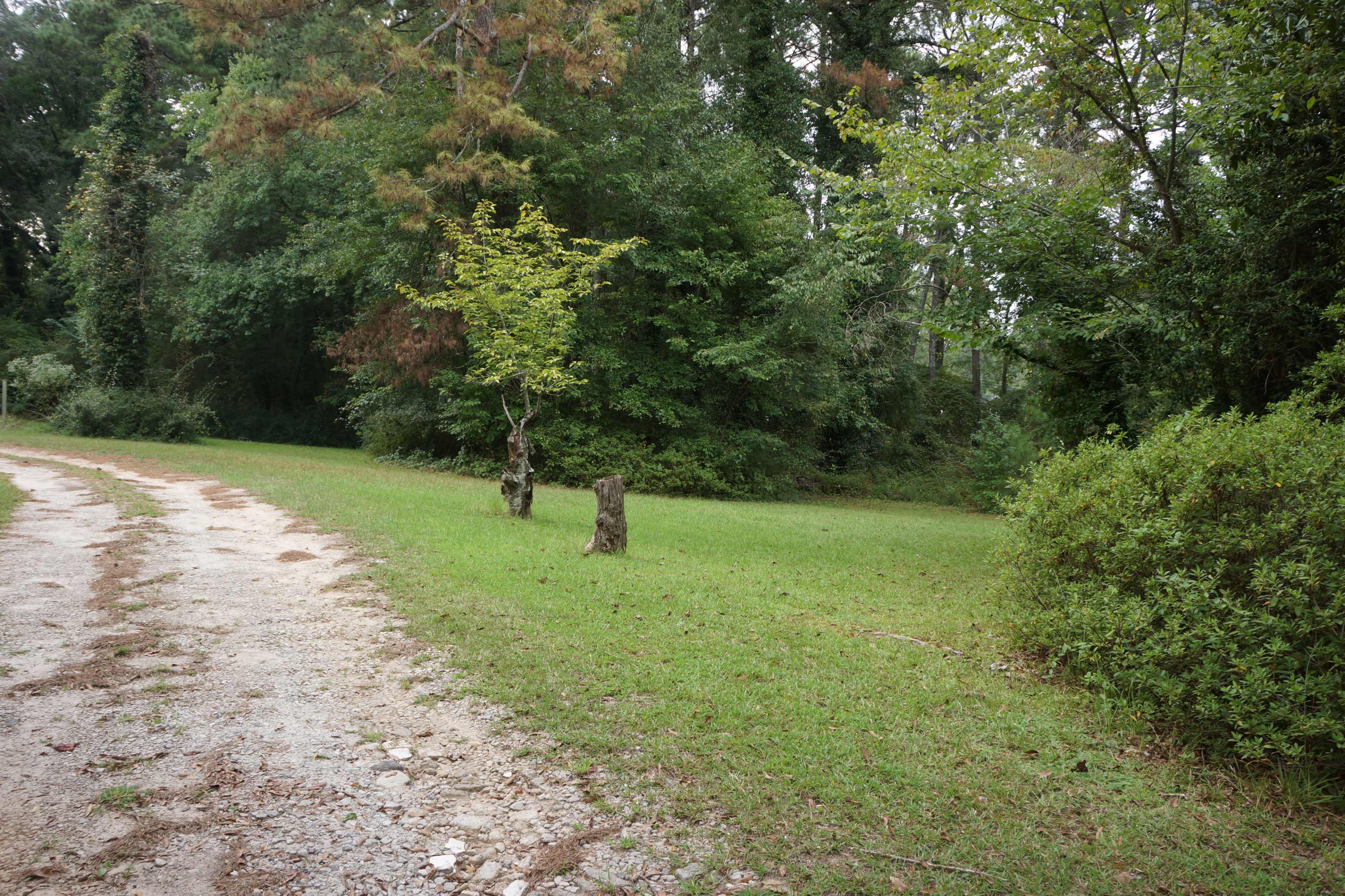 A dirt road curves through a grassy area lined with trees and two stumps in the foreground.
