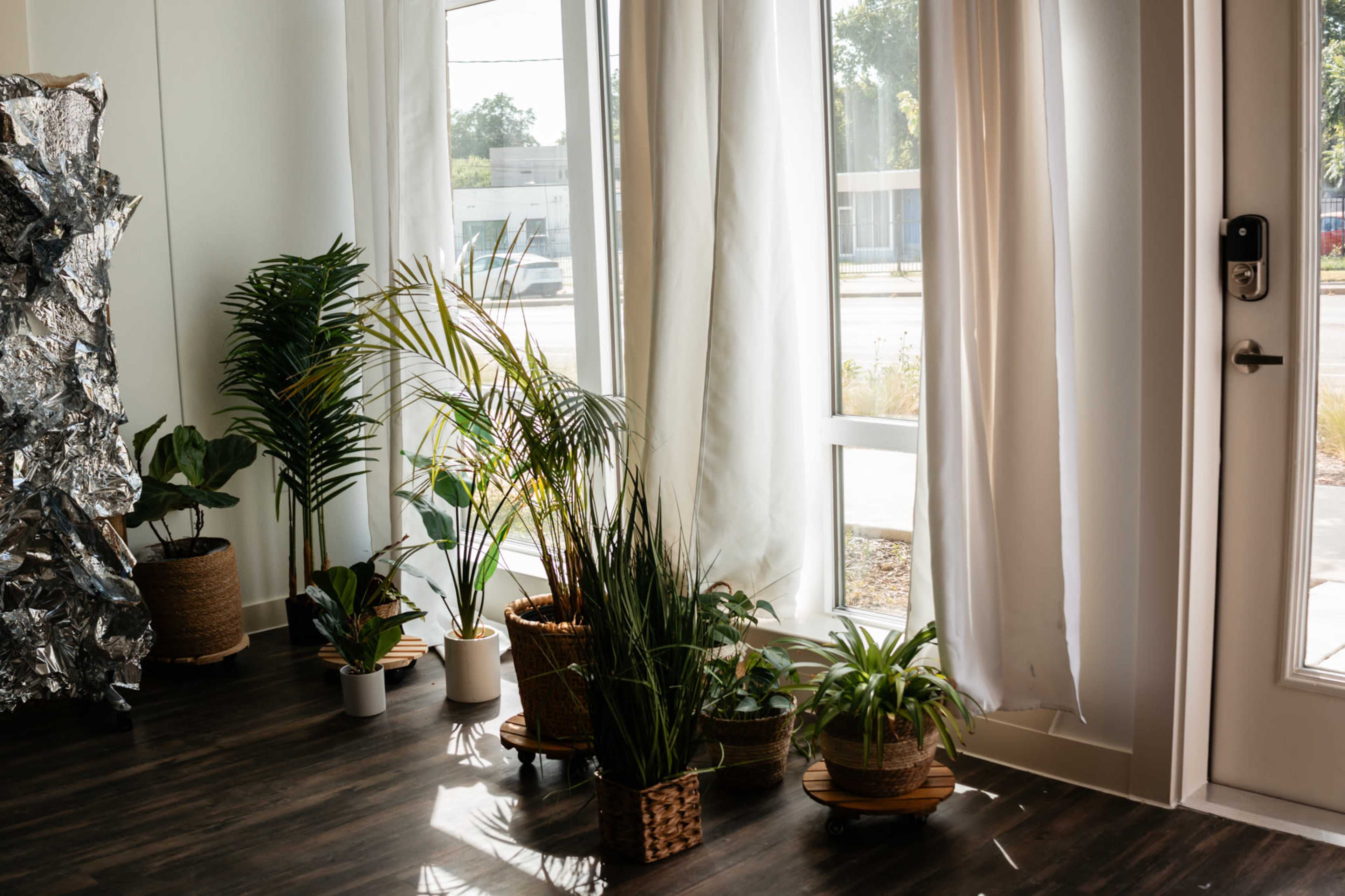 A bright interior space with several potted plants arranged near large windows, while sheer curtains hang in front of the glass.