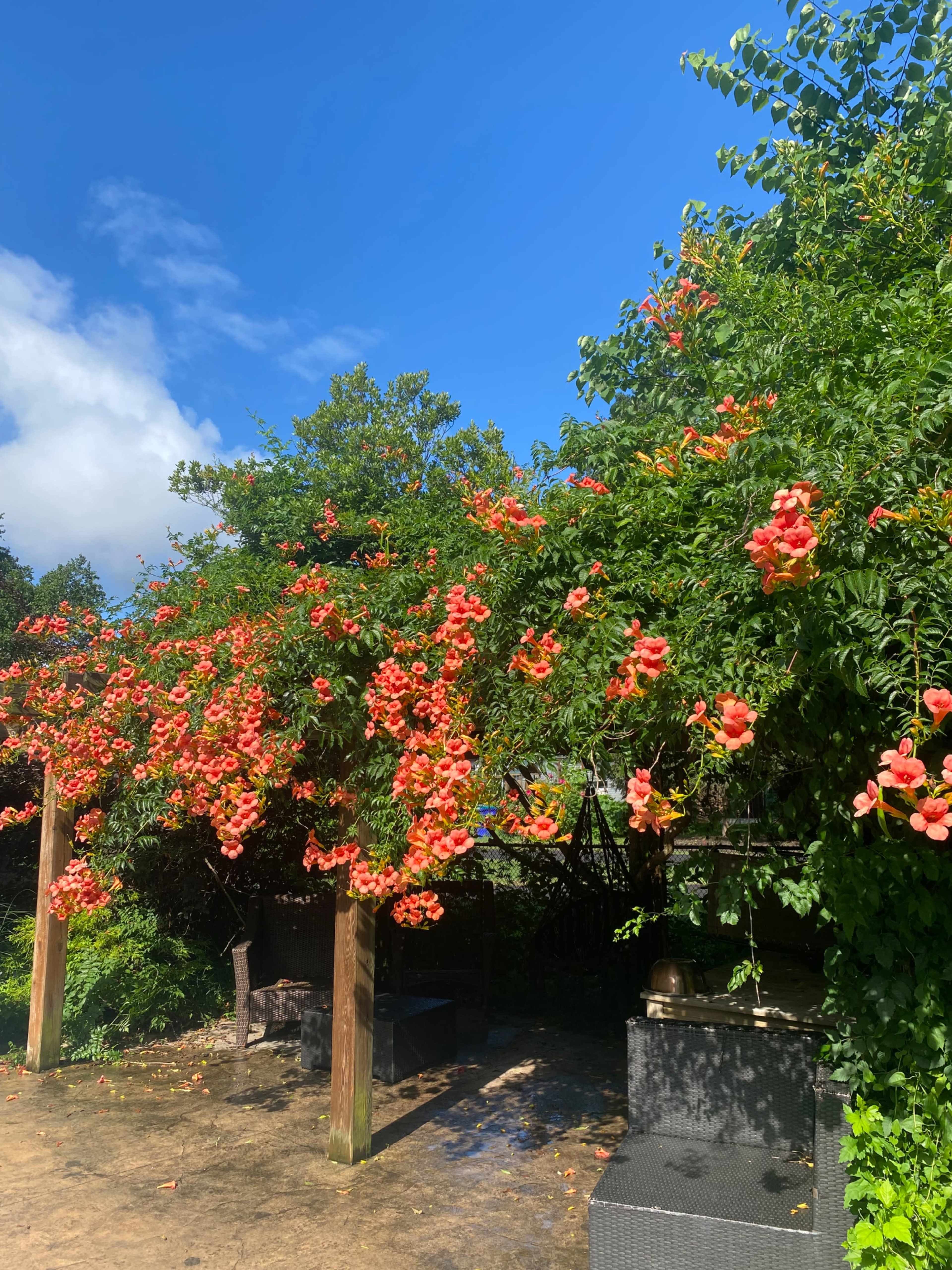 A wooden pergola covered in vibrant orange trumpet vine flowers stands in a sunny garden.