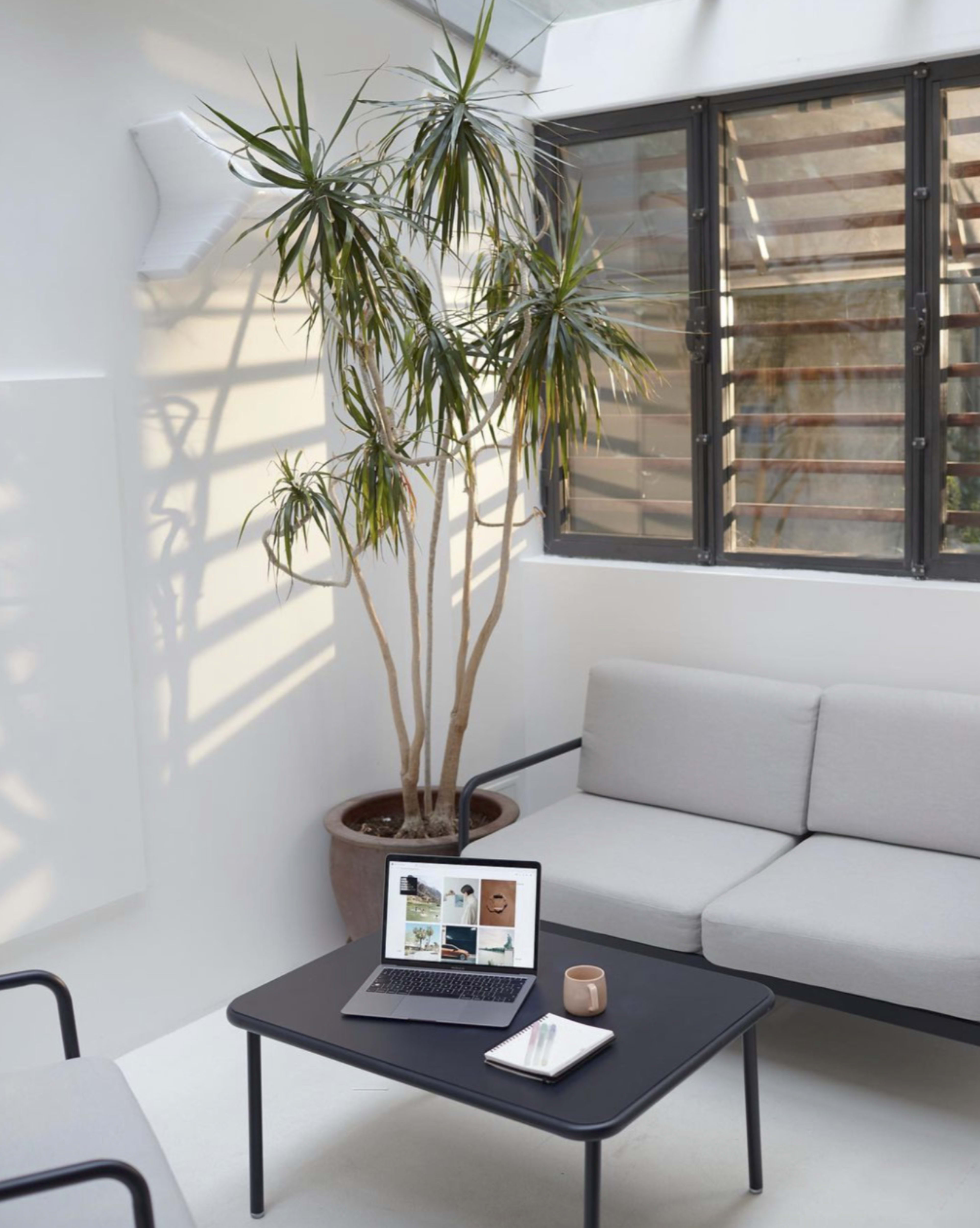 A modern indoor space features a laptop on a black coffee table, surrounded by a minimalist sofa and a tall potted plant, with natural light streaming through windows.