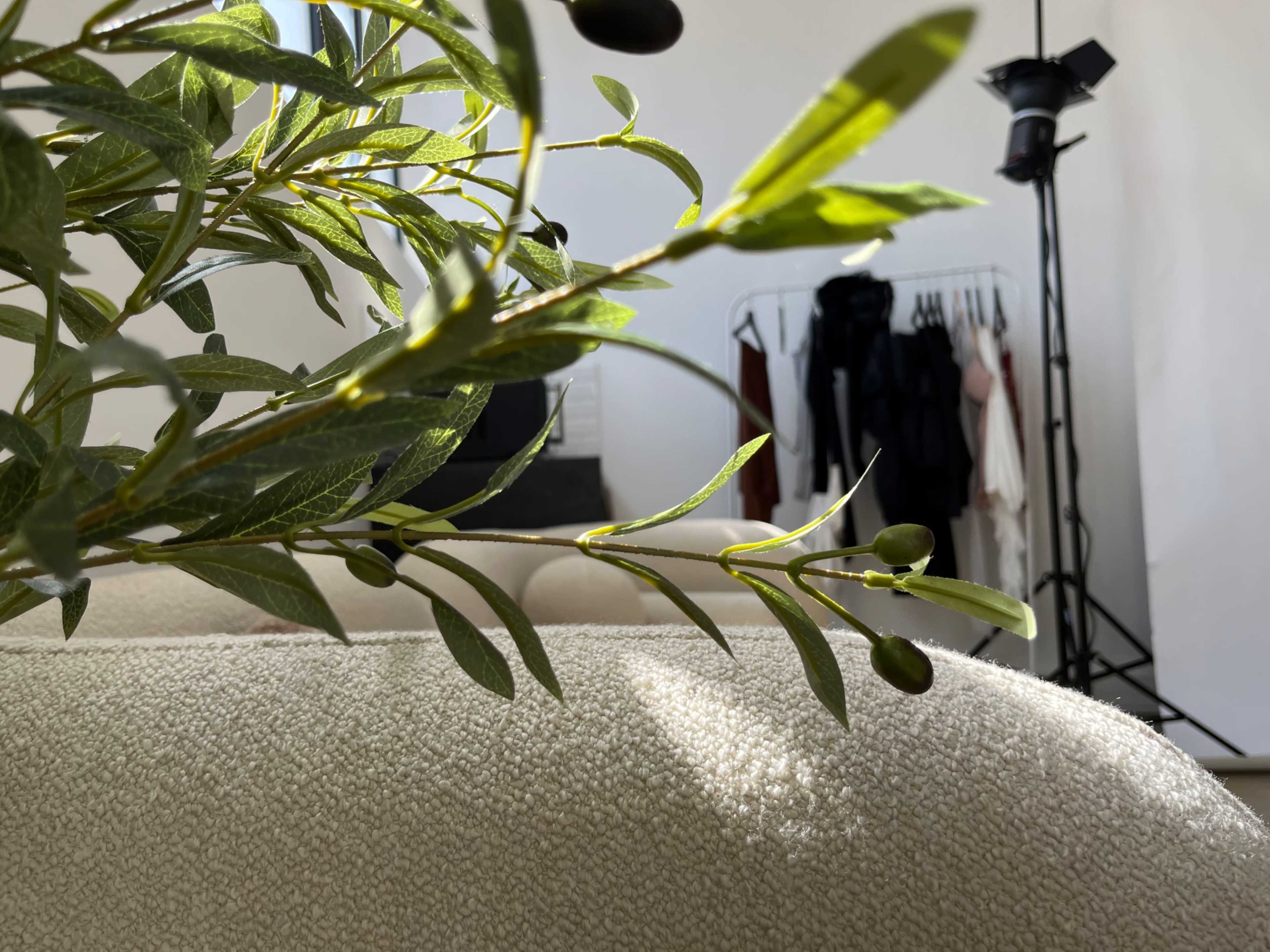 A close-up of a plant's green leaves in the foreground, with a clothing rack and a photo studio setup in the background.