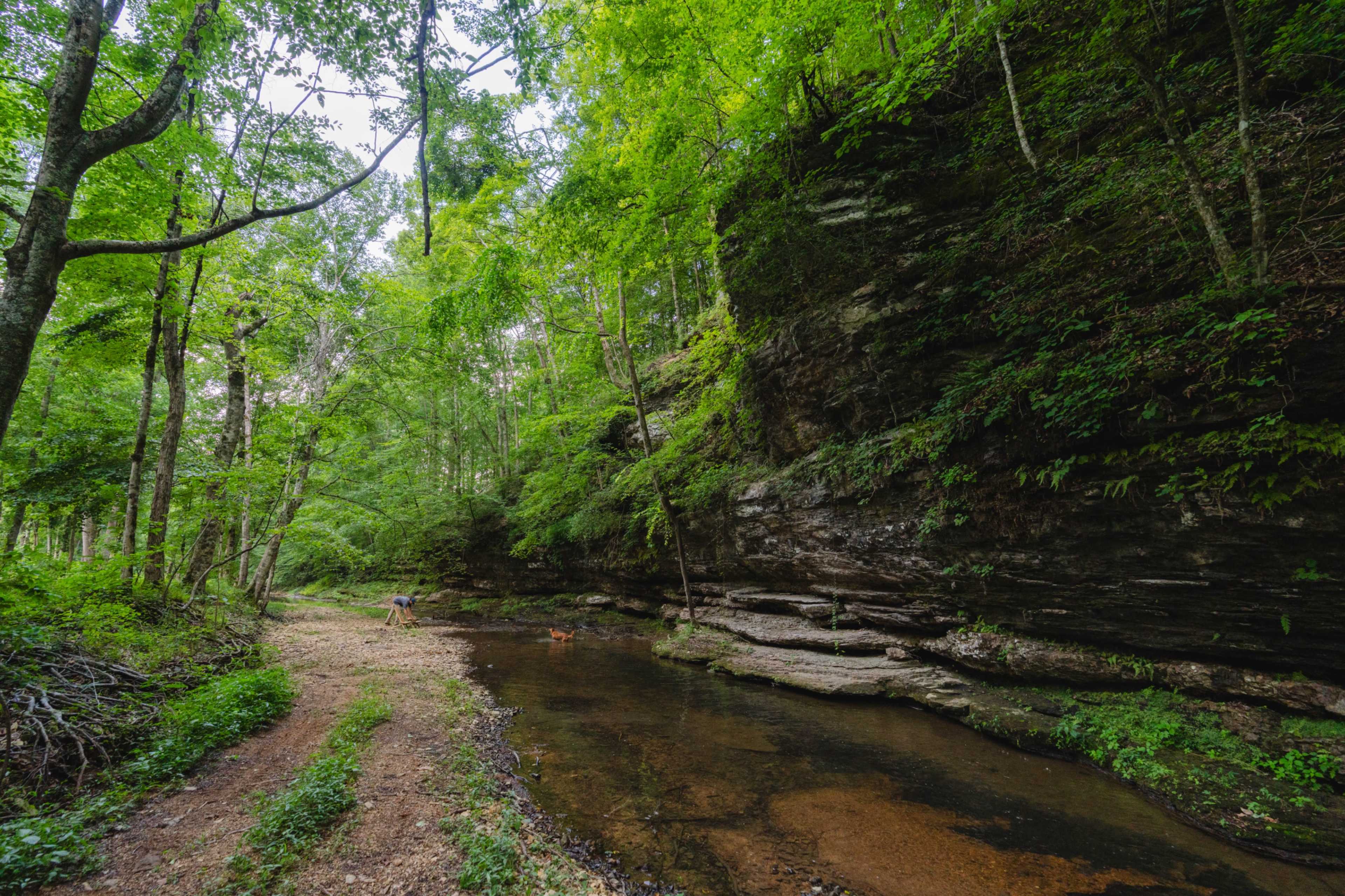 A shallow stream flows alongside a rocky cliff in a lush, green forest.