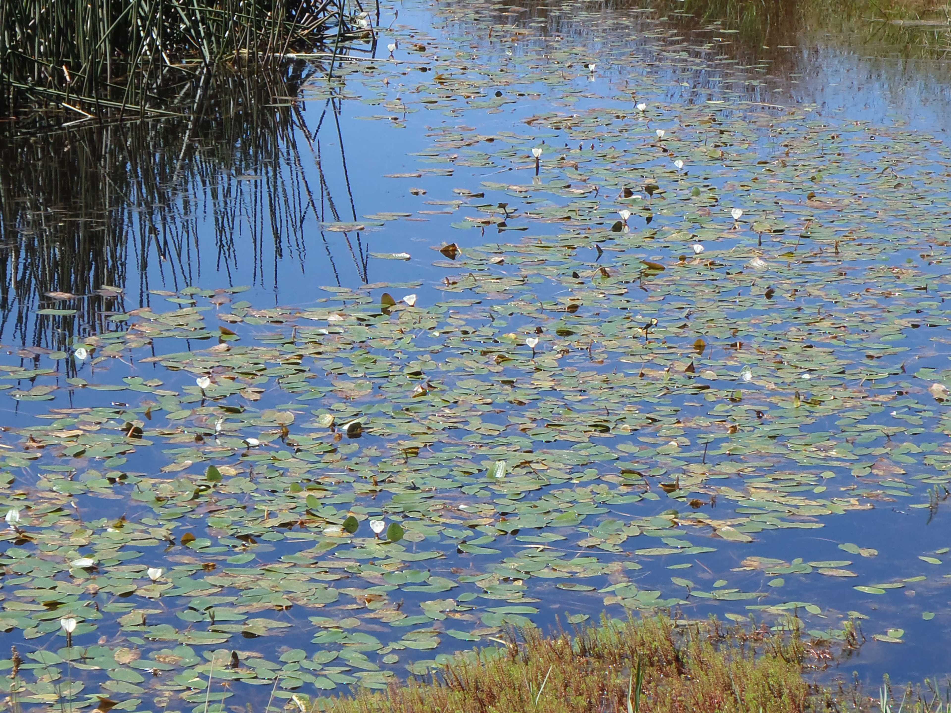 The image shows a calm pond covered with water lilies and surrounded by tall grasses.