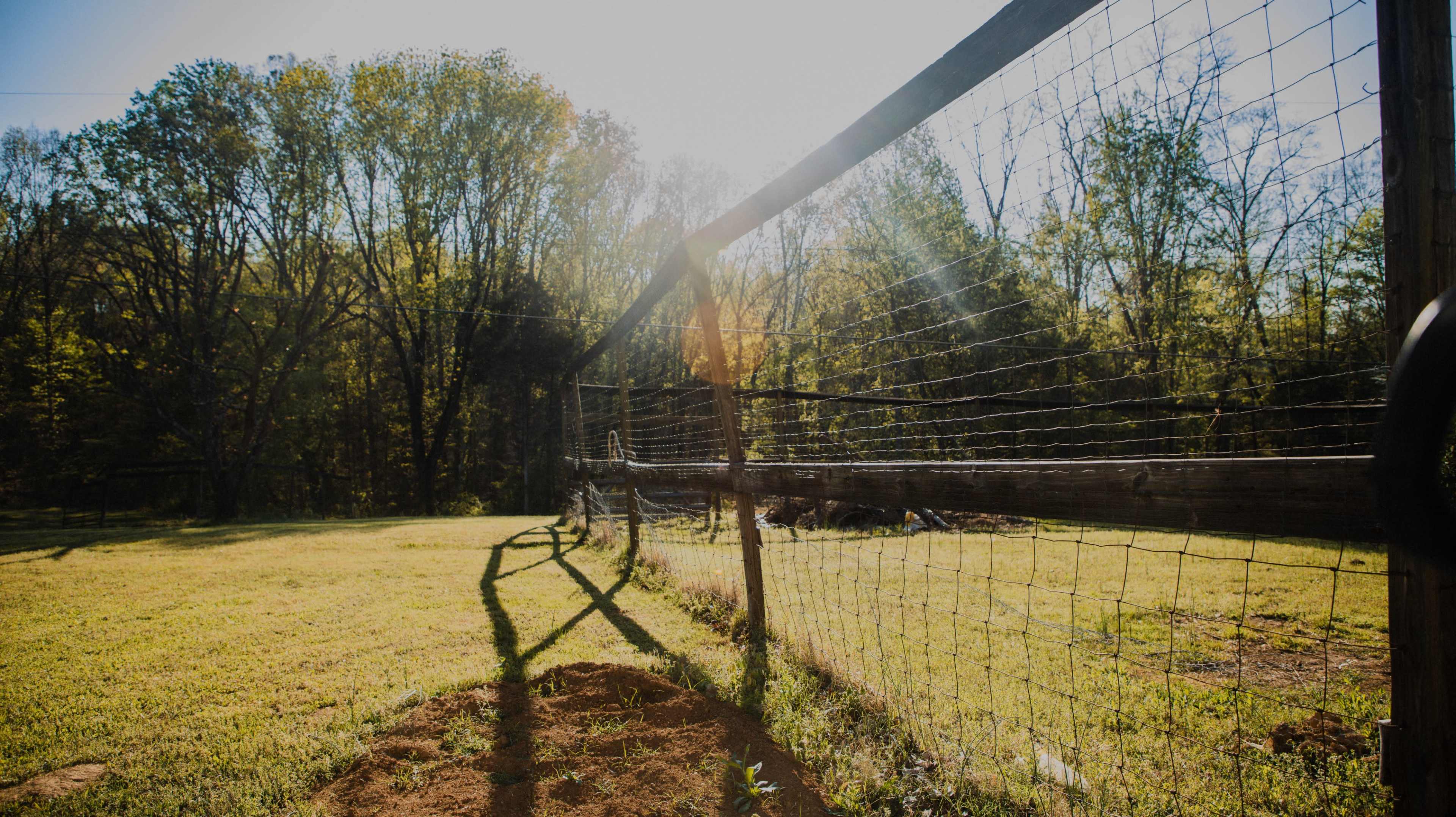 A wooden fence with wire mesh stretches across a sunlit grassy area, bordered by trees in the background.