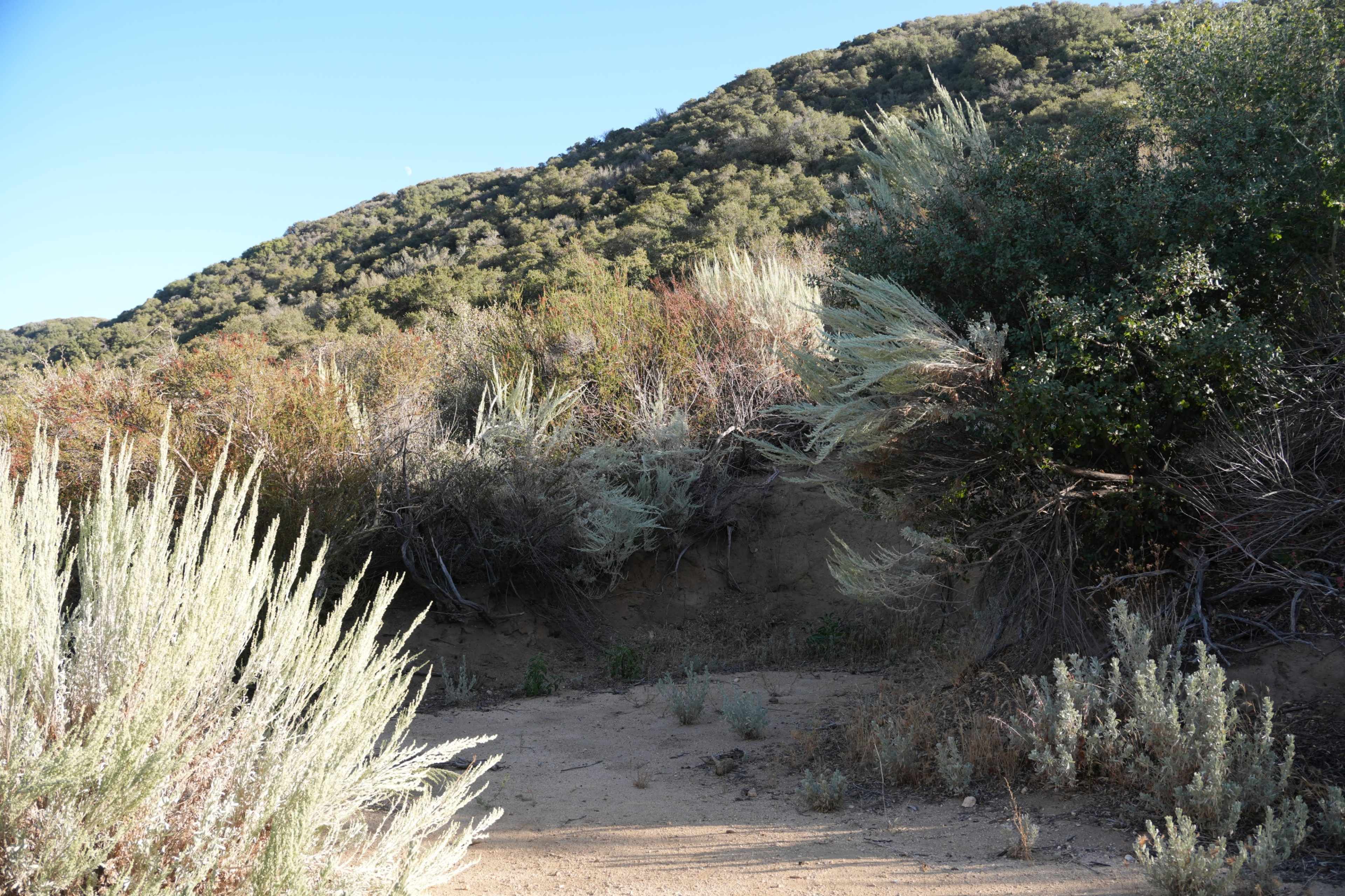 The image shows a natural landscape with shrubs and a hillside in the background under clear blue skies.