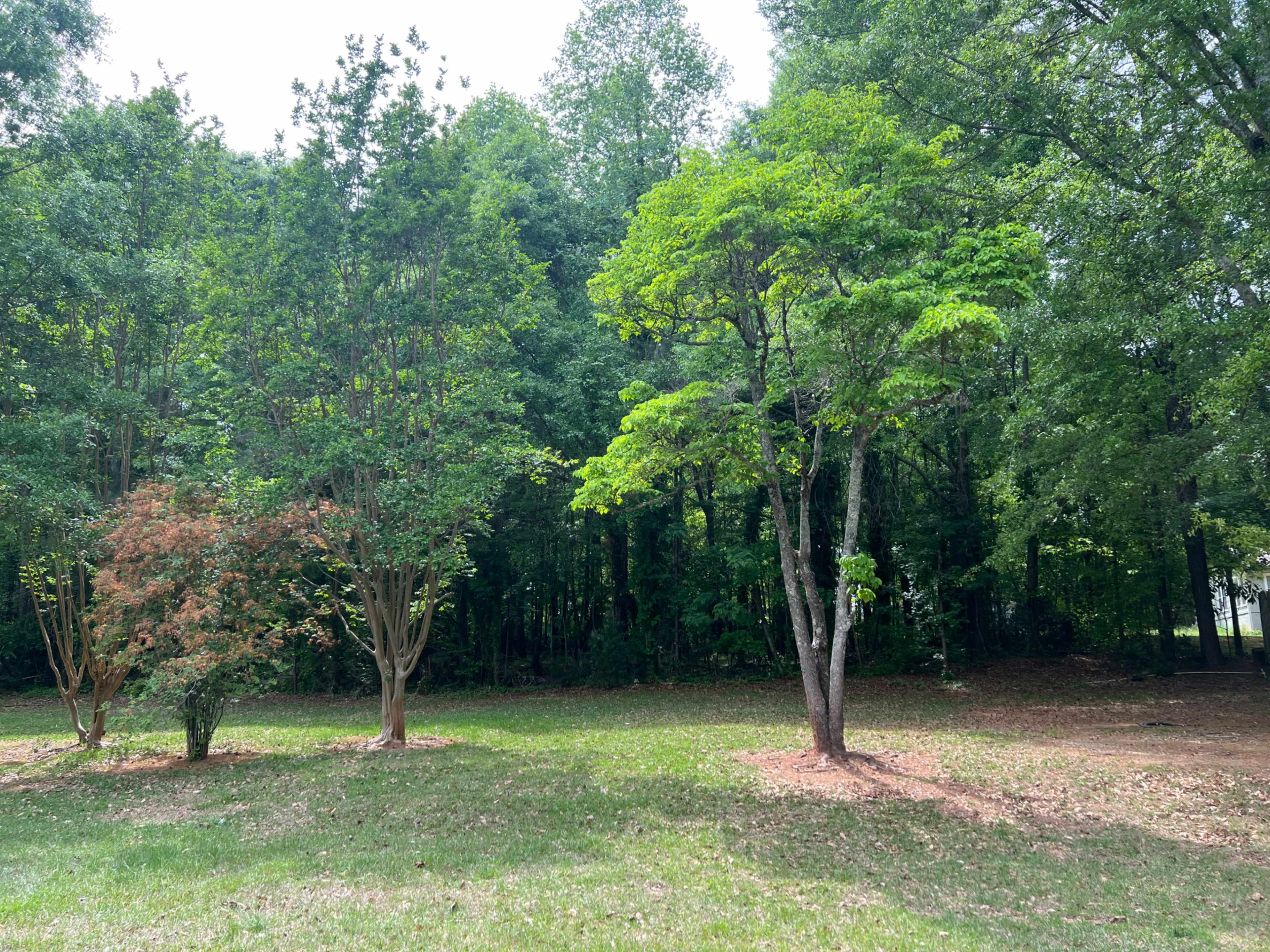 The image shows a grassy area with three trees, including a flowering tree and two leafy trees, set against a backdrop of dense greenery.
