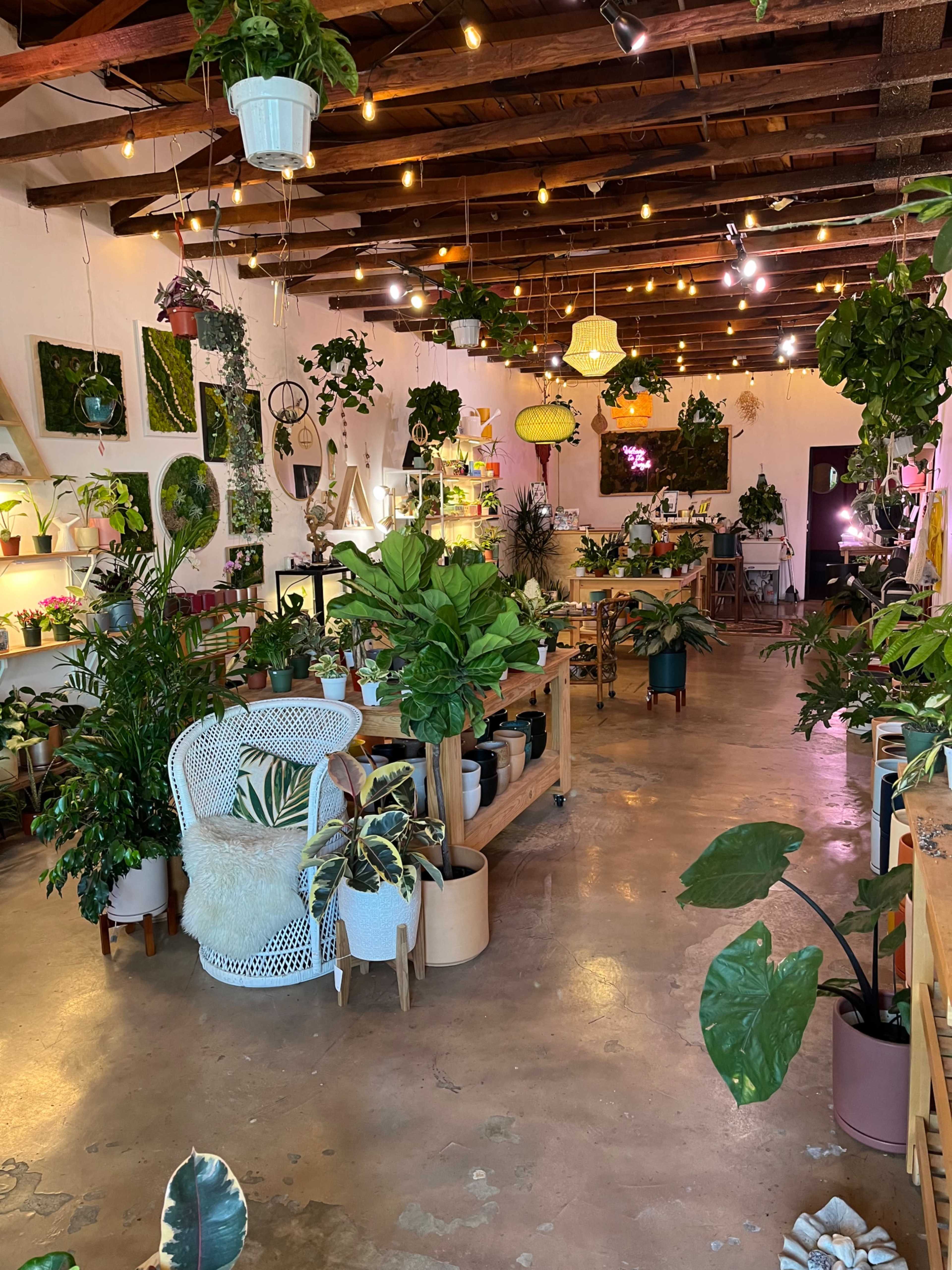 A bright plant shop filled with various indoor plants, shelves lined with pots, and softly lit hanging decorations.